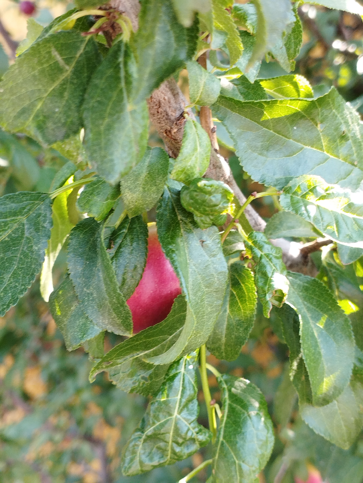 A close-up shot captures a branch of a fruit tree, likely a plum tree, adorned with vibrant green leaves and a single, ripe, red fruit. The fruit, partially obscured by the foliage, is smooth and plump. The leaves exhibit a slightly textured surface with visible veins, and some are illuminated by dappled sunlight, creating highlights and shadows. The background consists of blurred green foliage and hints of yellow and orange, suggesting an outdoor setting in an autumnal or late summer environment. The image appears to be taken in the municipality of Hospozín, Czechia, given the context provided. The scene is still, with no discernible activity or individuals present. The focus is sharp on the fruit and surrounding leaves, while the background is softly out of focus, creating a shallow depth of field.