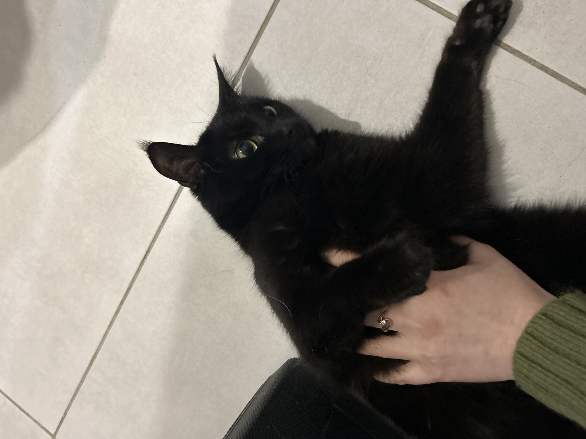 A black cat with green eyes lies on a light-colored tile floor. The cat is on its back and has one paw extended upwards. A human hand is resting on the cat's stomach. The person is wearing a green, knitted sweater and a ring with a stone on their finger. Part of a black object is visible at the bottom of the frame. The location appears to be indoors. The city of Chaikovsky, Russia, is not discernible in the image.