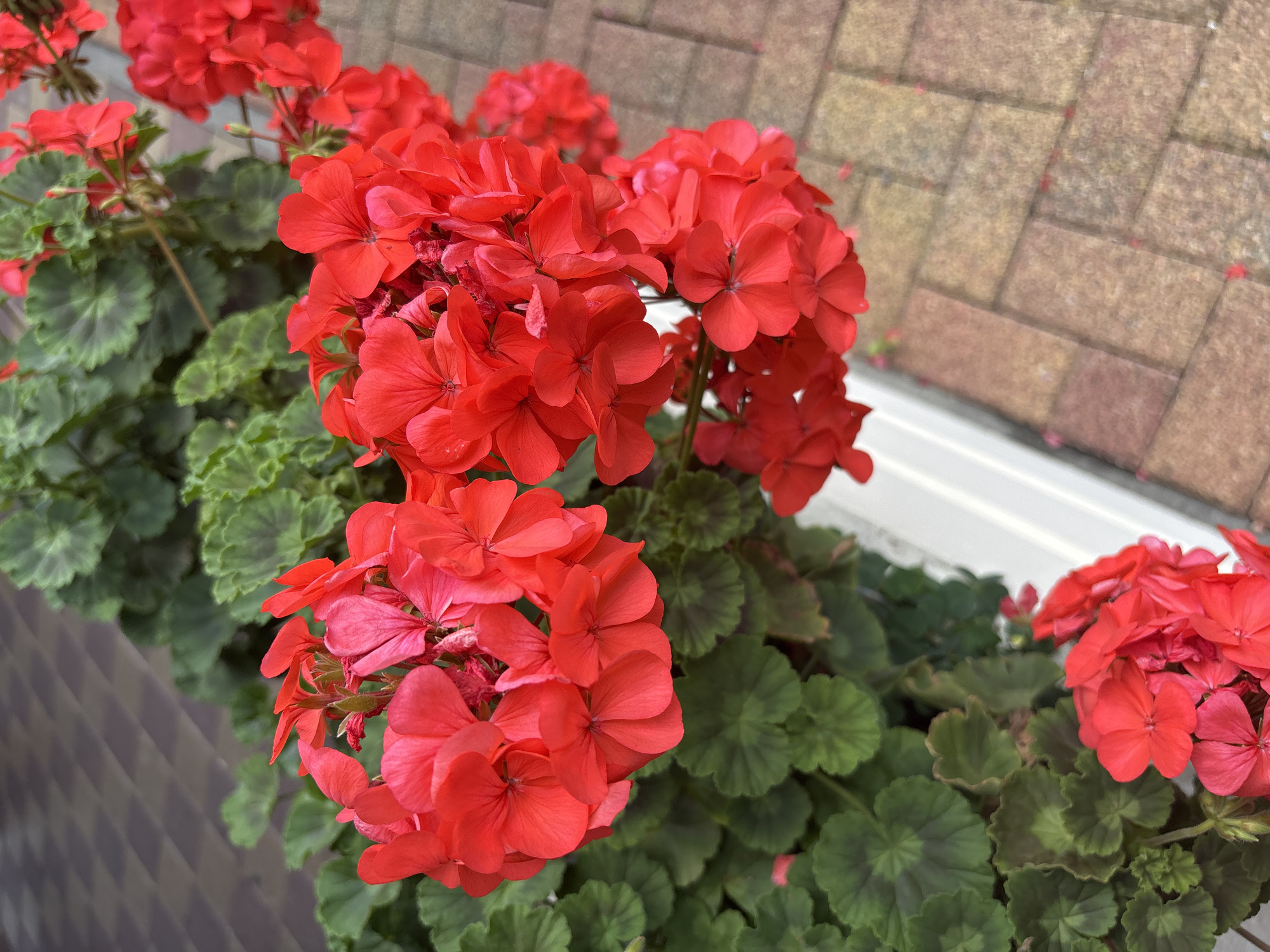 A close-up, eye-level shot features bright red geranium flowers cascading from a white planter box, with dark green leaves forming a lush backdrop. The planter is situated on a paved area made of rectangular bricks in shades of tan and rust. In the upper left corner, a dark, diagonal pattern suggests a walkway or road. The image captures a detail of urban flora, likely found in a park, garden, or along a street in Sochi, Russia. No people are visible.