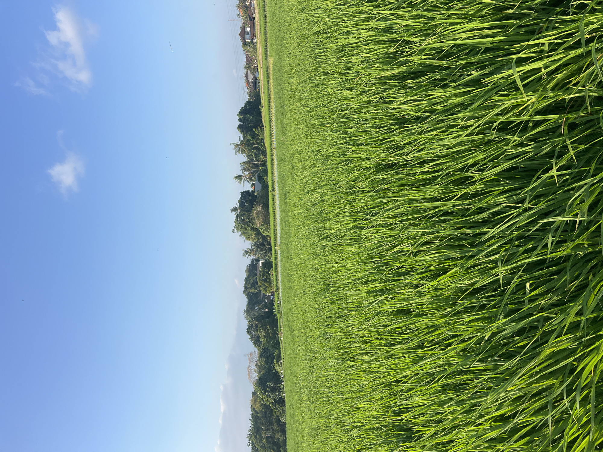 This image depicts a lush, vibrant green rice paddy field under a clear blue sky with scattered white clouds. The foreground is dominated by the dense stalks of young rice plants, their leaves catching the sunlight and creating a textured, verdant expanse. In the middle ground, the paddy field continues, appearing to be partially submerged in water, reflecting the sky. Beyond the rice fields, a line of trees forms a natural border, interspersed with the roofs of houses and buildings, suggesting a rural or semi-rural setting. Power lines are visible in the distance, and some small structures are nestled among the foliage. The overall impression is one of agricultural tranquility and natural beauty. The image does not contain any people or specific actions. The location is identified as a rice paddy field in Kediri, Indonesia.