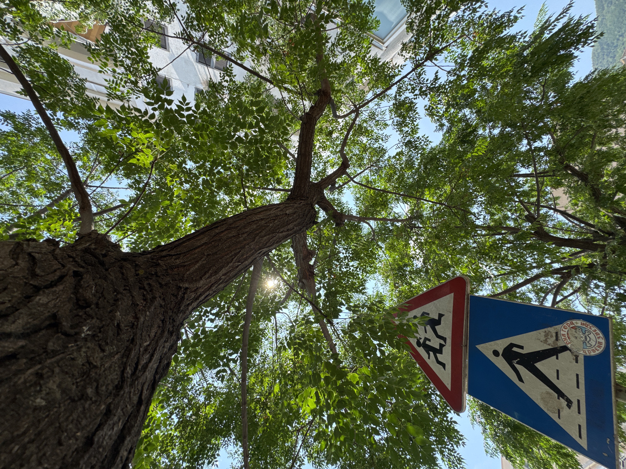 This media file features an upward-looking shot of a large tree with lush green foliage, set against a bright blue sky. Sunlight filters through the leaves, creating dappled light effects. In the foreground, two triangular traffic signs are visible, attached to a pole. The sign on the left is a warning sign with a red border and depicts two silhouetted figures running. The sign on the right is a blue rectangular sign with a white triangle inside, featuring a silhouetted pedestrian crossing. The signs are partially obscured by tree branches and leaves. In the background, a building with windows and shutters can be seen, suggesting an urban or semi-urban setting. The presence of traffic signs indicates a road or pedestrian area. The overall impression is one of a sunny day, possibly late morning or early afternoon given the angle of the sun. The location context of Budva, Montenegro, suggests this scene is in a coastal town. There is visible text on the circular emblem on the blue sign, which appears to be in Cyrillic script, possibly related to local signage or an official seal.