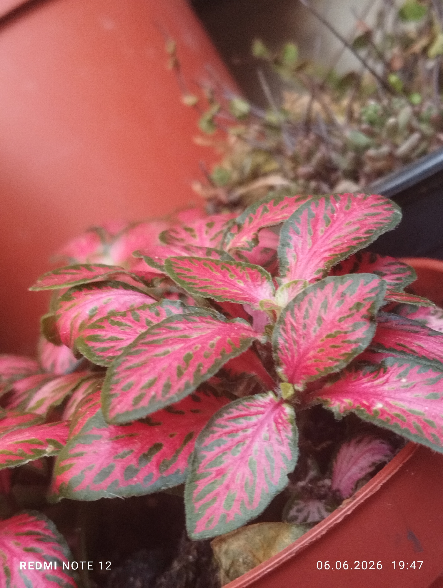 A close-up photographic image, captured in the city of Burgas, Bulgaria, depicts a Fittonia plant (Nerve Plant) with vibrant foliage. The plant occupies the central and lower portions of the frame, showcasing numerous leaves characterized by a prominent fuchsia-pink coloration with distinct dark green venation and irregular green margins. The leaves exhibit a slightly textured surface. The plant is housed within a reddish-brown plastic pot, parts of which are visible along the bottom and right edges of the frame. The background on the left consists of a blurred, large reddish-brown object, likely another pot or part of the primary container. In the upper right background, out-of-focus elements of other plants with drier, less vibrant foliage are discernible, situated within a darker container. The image is timestamped "06.06.2026 19:47" and indicates capture by a "REDMI NOTE 12" device, both displayed as white text overlays in the lower corners. The lighting suggests an indoor setting during evening hours. No human subjects or discernible actions are present.
