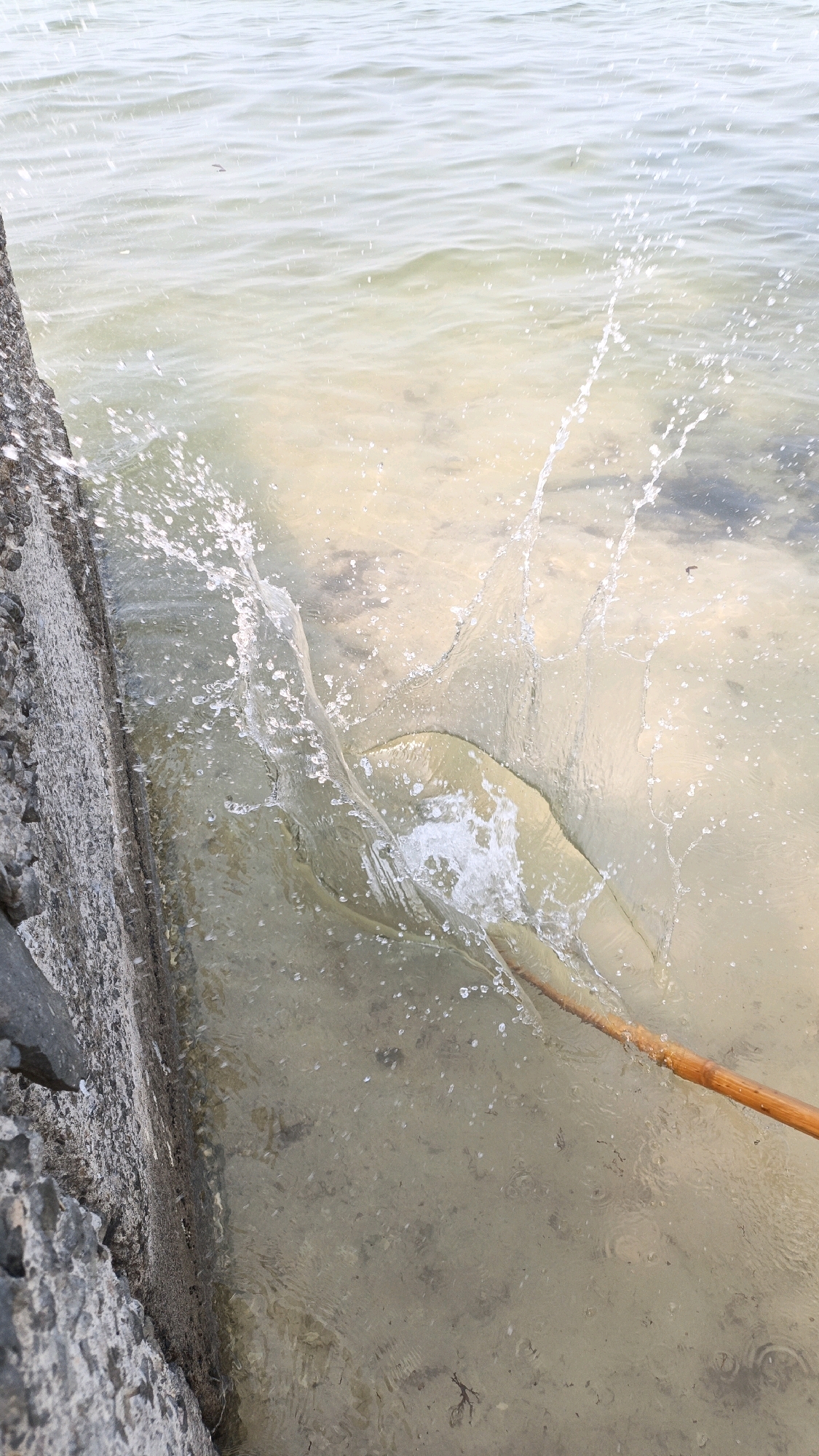 The image shows a close-up, high-angle view of a body of water, likely shallow, with a sandy bottom visible. To the left, a concrete structure, possibly a wall or pier, is present with rough, gray, textured stones. Water is splashing vigorously, creating a dynamic spray of droplets and waves. A wooden pole, light brown in color and smooth in texture, extends from the right side of the frame into the water, appearing to be the cause of the disturbance. The water itself is murky and reflects the sky, with the surface showing small ripples. The environment suggests a natural or semi-natural waterfront setting. No specific location in Cikal, Indonesia can be determined from the visual information.