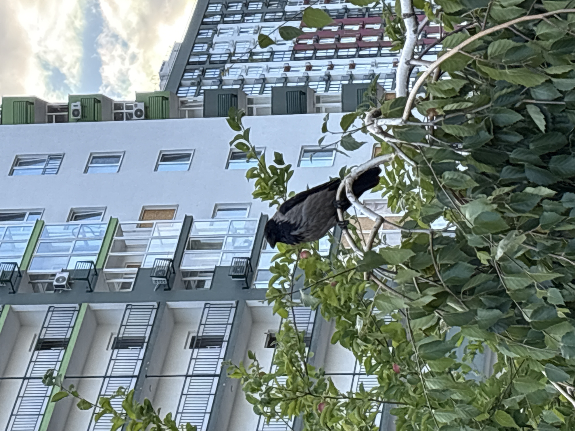 This media file captures a close-up view of a bird perched on a tree branch in front of a modern apartment building. The bird, likely a crow due to its dark plumage, is the central subject in the foreground. It is positioned on a light-colored branch, surrounded by lush green foliage.
The background is dominated by a multi-story building with a complex architectural design. The building features numerous windows, many with metallic shutters or frames. Different sections of the building exhibit varying colors and materials, including white, gray, and green accents. Some windows appear to be balconies with railings. The upper part of the building reveals a repeating pattern of windows and structural elements, suggesting a large residential complex. Air conditioning units are visible on some sections of the building.
The scene appears to be outdoors, likely in an urban environment given the presence of the apartment building. The lighting suggests it is daytime, possibly late afternoon or early morning, as indicated by the soft light and the presence of clouds in the sky visible in the upper portion of the image. The weather seems partly cloudy. The context provided suggests the location is Kyiv, Ukraine. There is no visible text in the image. The overall mood is serene, focusing on the juxtaposition of nature (the bird and tree) with urban infrastructure.