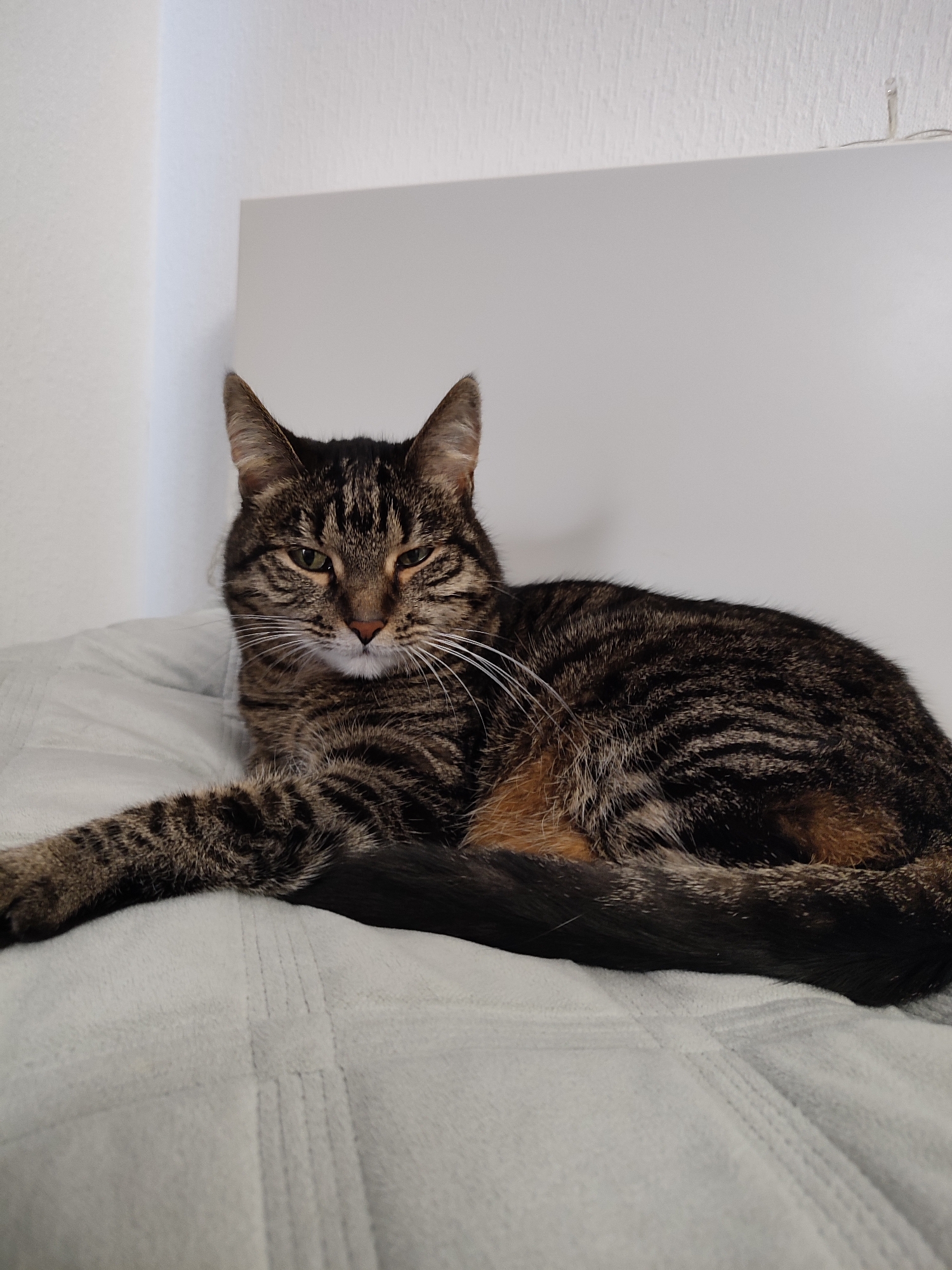 A tabby cat lies on a light blue quilted blanket in front of a white headboard. The cat is facing the camera with its eyes slightly narrowed. Its left paw is extended forward, and its tail is curled around its body. The background consists of a white wall and headboard, with a corner visible on the left. The lighting is soft, creating shadows on the cat's fur and the blanket. There are no people or other animals present. This scene is not located in Murino, Russia.