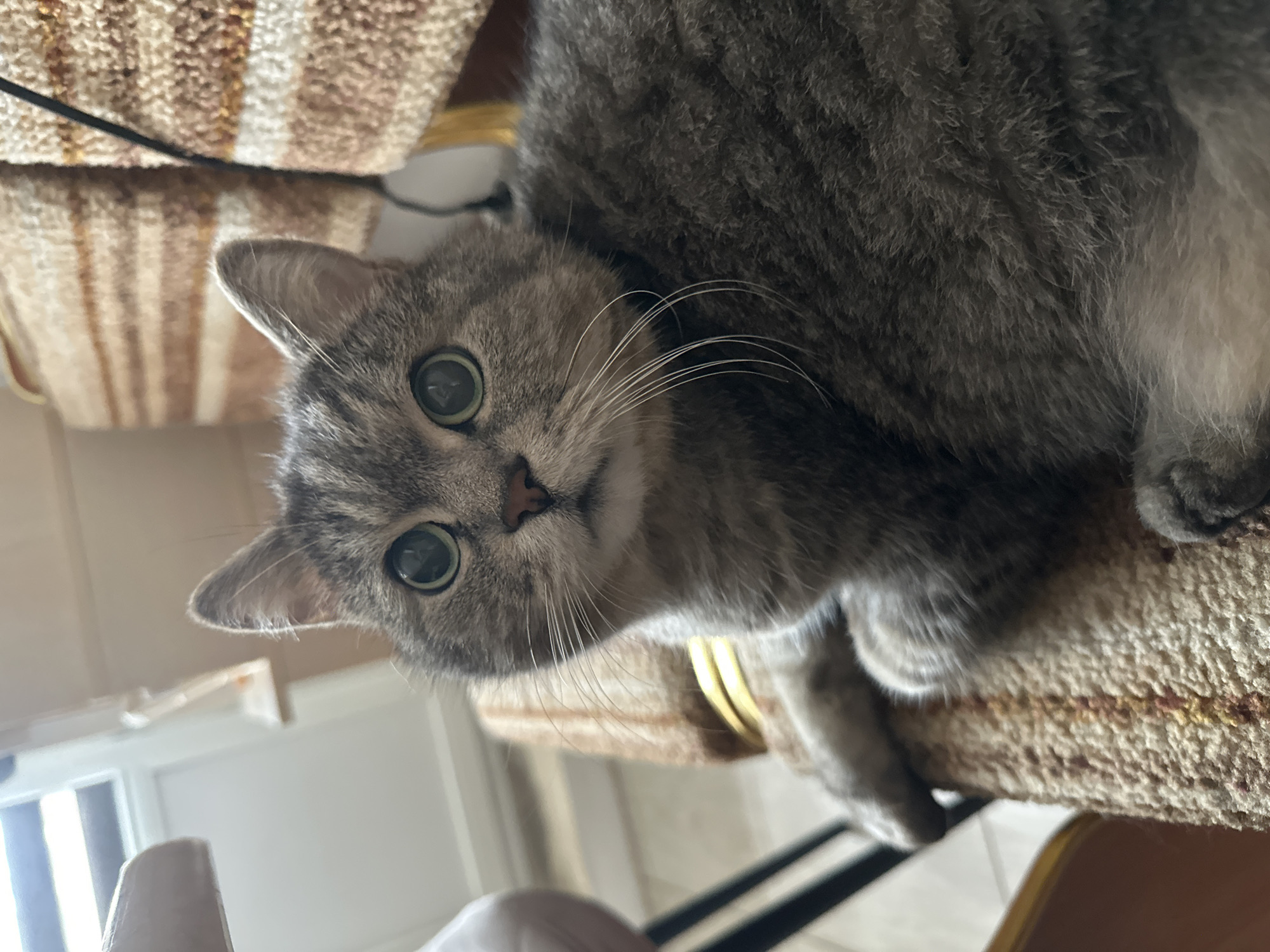A medium close-up, eye-level shot shows a gray tabby cat looking directly at the camera. The cat's large, green eyes are wide, and its pupils are dilated. Its fur is a mix of light and dark gray stripes, with white whiskers fanning out from its muzzle. The cat is lying on a textured, striped cushion, with a hint of a chair and a window visible in the background. The environment appears to be indoors, possibly a home, with natural light coming from the window. There is no information to suggest the location is in the city of Chaikovsky, Russia.
