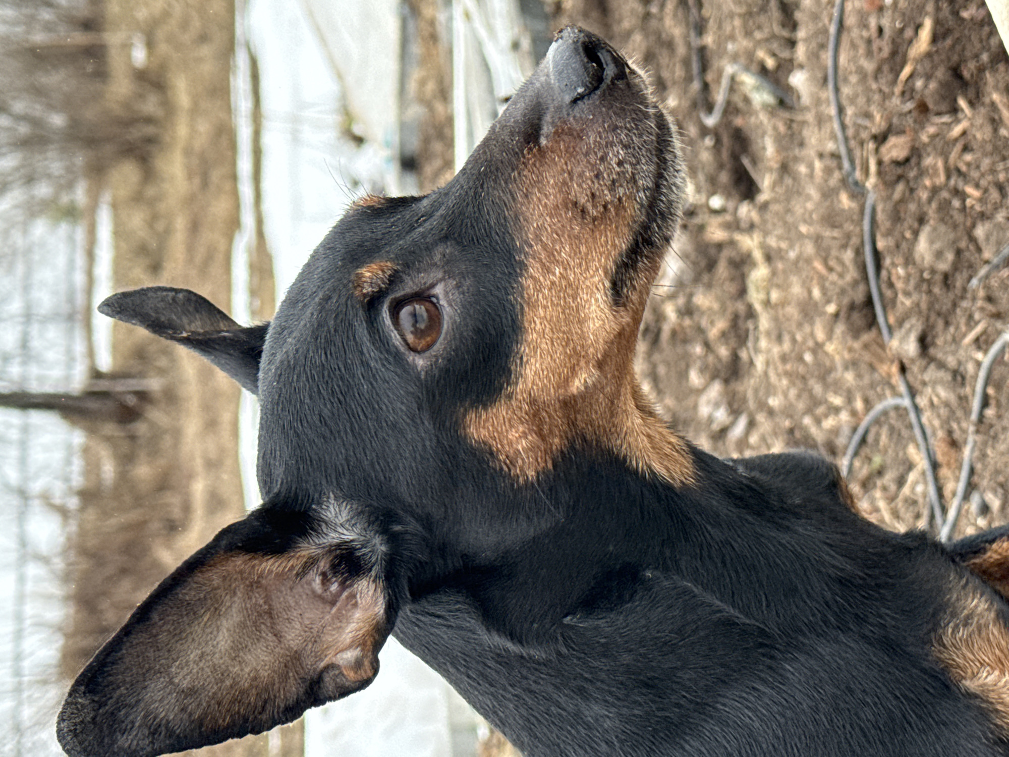 The image shows a close-up of a dog's head. The dog has black and brown fur. The dog's head is turned upwards and its nose is pointed to the top of the frame. The dog's eye is visible and brown. The background is blurry and appears to be an outdoor setting with vegetation and possibly snow. There is no information to indicate this image was taken in Nizhnyaya Chermoda, Russia.