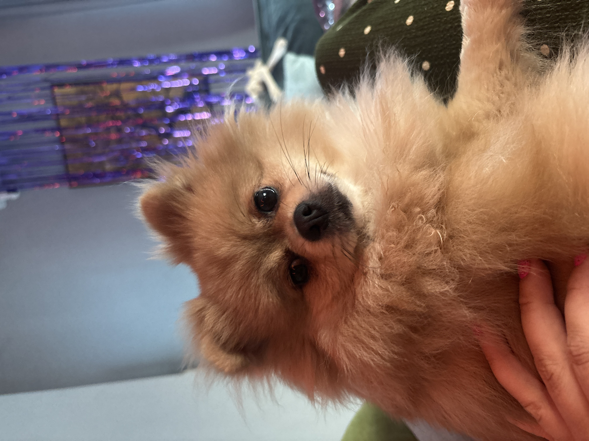 A light brown Pomeranian dog is held in someone's arms, with a portion of a person's hand and arm visible. The dog is looking directly at the camera with dark eyes and a black nose. The background includes a light blue wall on the left and a blurred purple and pink sequined curtain on the right. The dog is resting on a dark green fabric with light polka dots. The image appears to be taken indoors in a residential setting. There is no information to suggest this image is located in Natukhayevskaya, Russia.