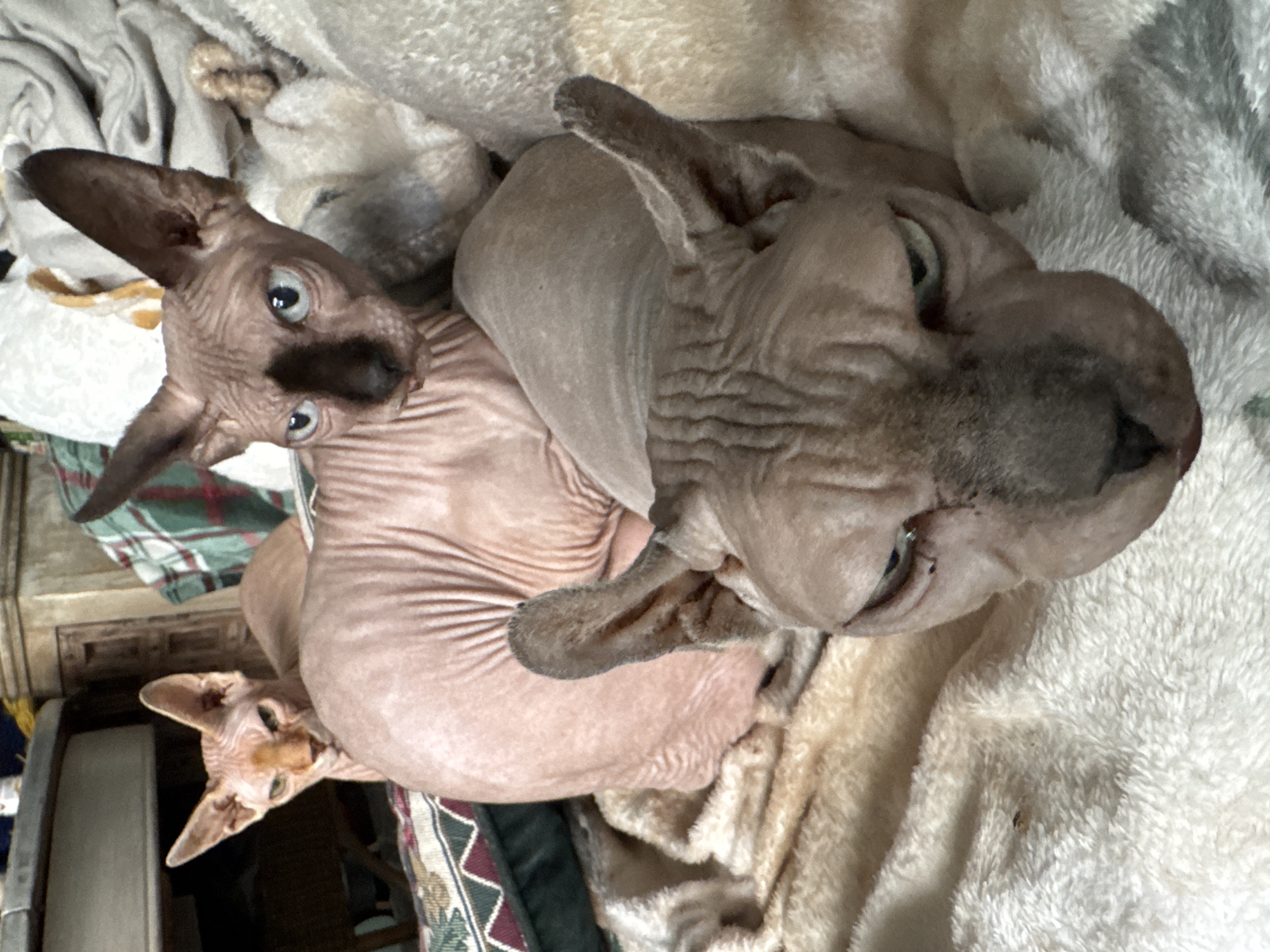 Three hairless cats, likely Sphynx breed, are resting on a soft, cream-colored blanket. The cat in the foreground is looking directly at the camera with a stern expression, its face taking up a significant portion of the frame. Its ears are large and prominent, and its skin is wrinkled. Behind it, a second cat with blue eyes and a darker marking around its nose is also looking towards the camera. Its body is mostly visible, showing its wrinkled skin. In the background, a third cat with a lighter pinkish hue is partially visible, peeking from behind the second cat. The cats are in a domestic setting, with hints of furniture and fabric in the background, suggesting an indoor environment. The lighting appears to be ambient indoor light, creating soft shadows on the cats' skin.