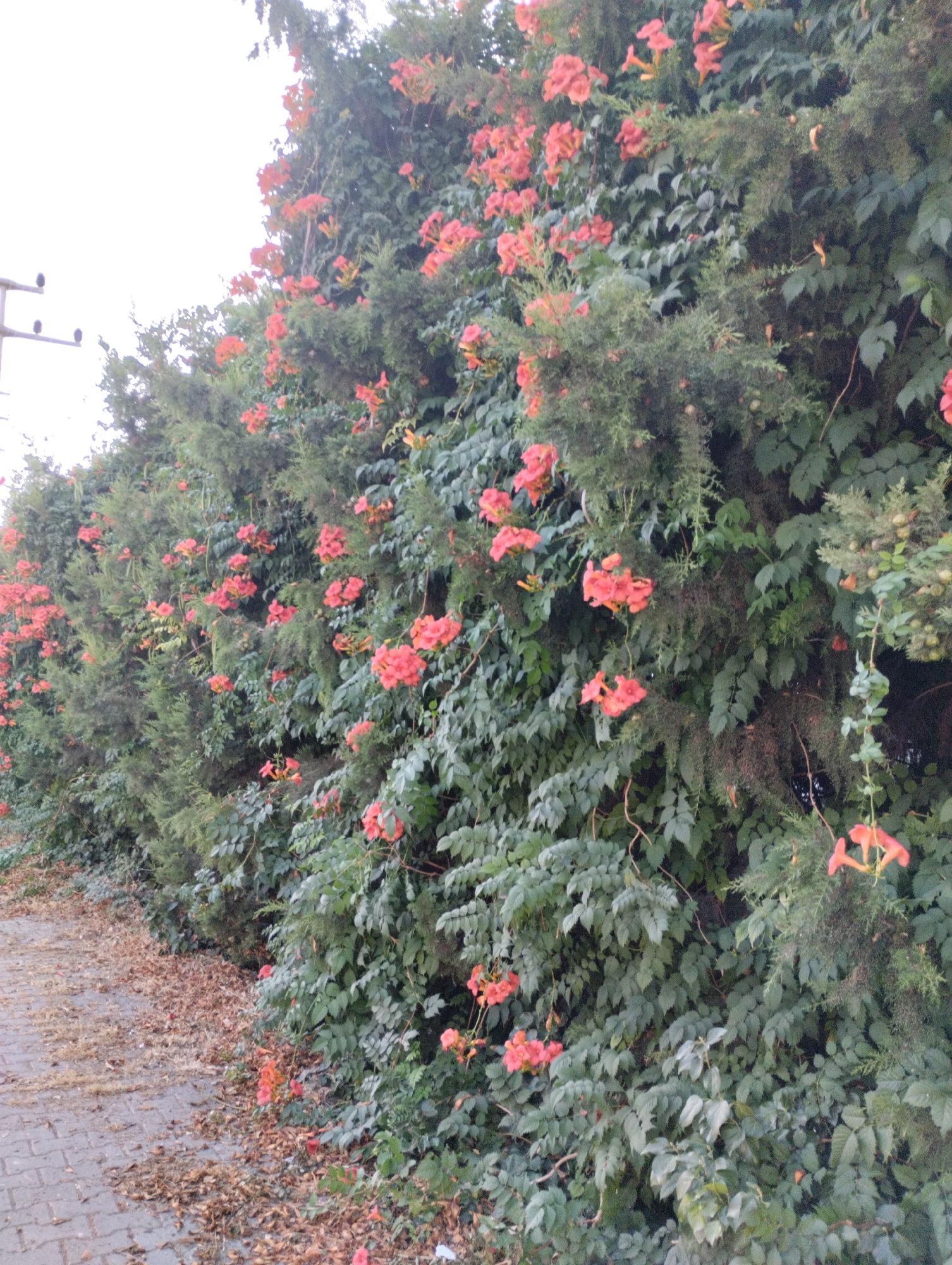A dense, overgrown wall of green foliage with clusters of trumpet-shaped coral-pink flowers lines a paved walkway on the left side of the image. The walkway, constructed of interlocking gray pavers, is partially covered in dry, fallen leaves. In the upper left corner, a utility pole with horizontal crossbars and what appear to be two dark insulators or birds is visible against a bright, overcast sky. The foliage appears to be a mix of leafy vines and coniferous greenery, creating a textured and vibrant natural barrier. The overall scene suggests a naturalized outdoor setting, possibly a garden or park area in Mezitli, Turkey, with evidence of autumn or late summer conditions due to the fallen leaves. There are no people or animals visible in the frame.