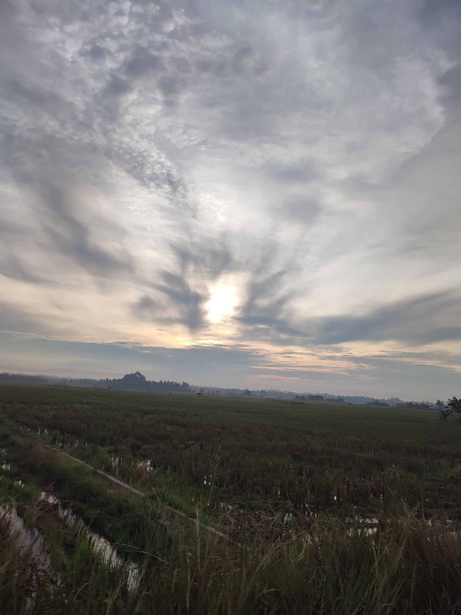 The image depicts a vast rice paddy field under a dramatic, cloudy sky at sunrise. The sun is partially obscured by clouds, casting a soft glow and creating rays that fan out across the sky. In the foreground, the field is characterized by rows of dark green rice stalks, with narrow irrigation channels running through them. In the distance, a low, tree-covered hill can be seen, with a few scattered buildings and trees visible along the horizon. The overall impression is one of a tranquil, rural landscape at the start of a new day. This scene is likely located in the city of Muliengmanyang, Indonesia, a region known for its extensive rice cultivation.