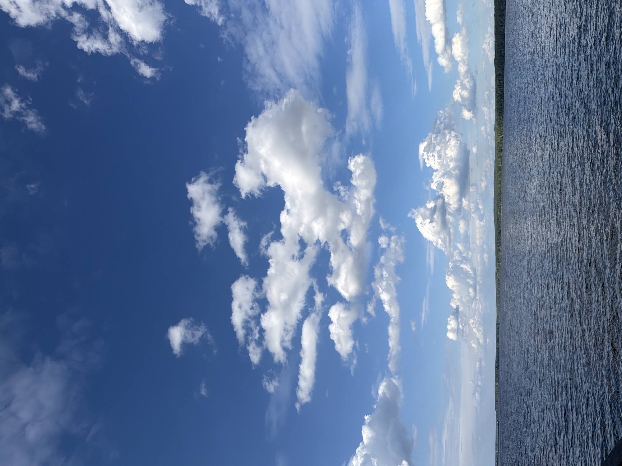 This is a vertical, medium-shot photograph of a wide body of water under a blue sky with scattered white clouds. The water, a dark blue with ripples, occupies the lower half of the frame. The horizon line, where the water meets the sky, is a thin band of dark green trees and a lighter green treeline, suggesting a densely forested shore. The sky is a vibrant blue and is populated by numerous fluffy white cumulus clouds of various sizes, some appearing wispy and thin, others more voluminous. The scene is devoid of people and man-made structures, presenting a natural landscape. The location is likely near Chaikovsky, Russia, given the presence of a large body of water and surrounding forests, consistent with the geography of the Kama River reservoir in that region.