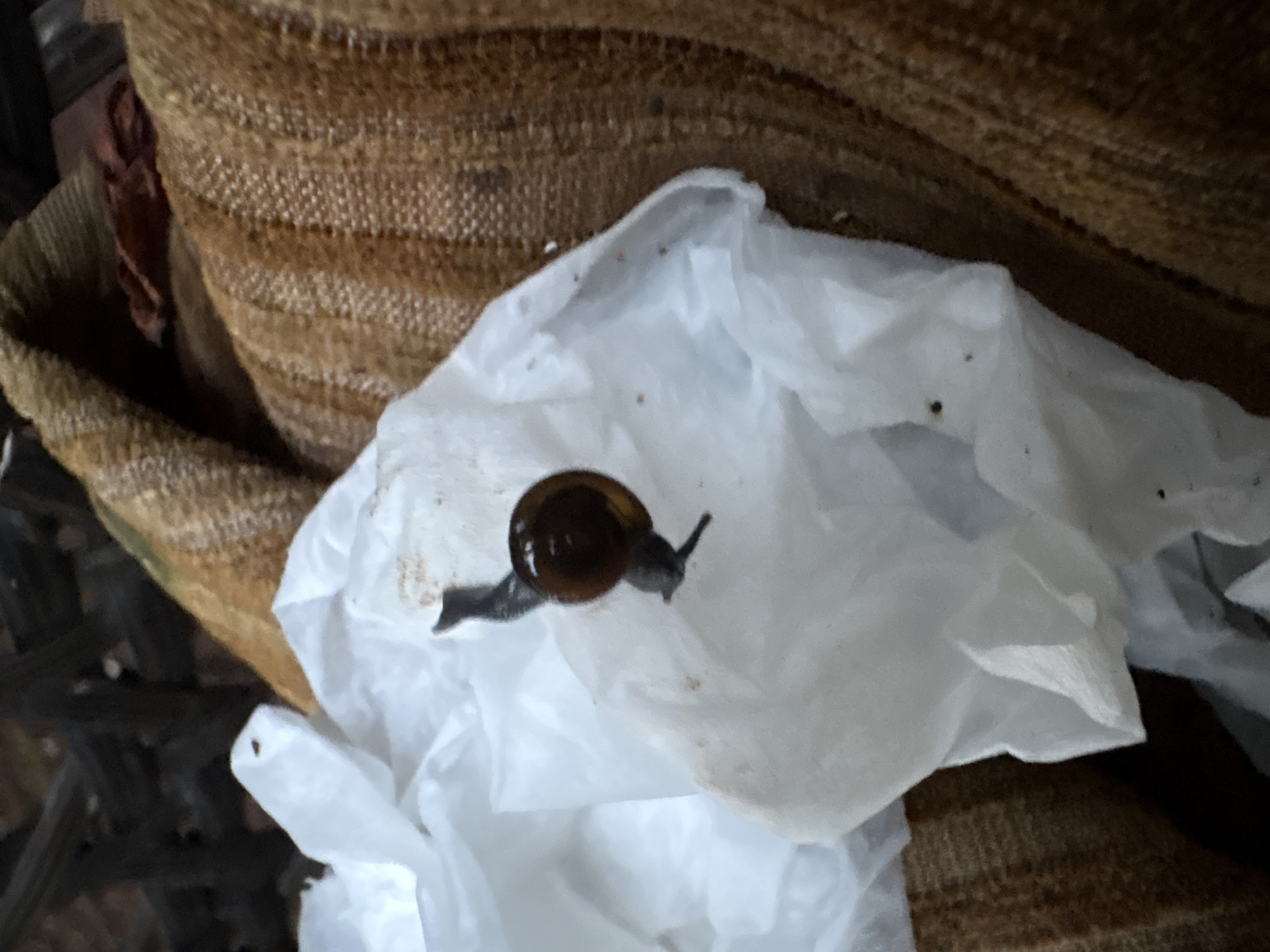 A snail is on a crumpled piece of white tissue paper, which is placed on a textured brown fabric. The snail is dark brown with a spiral shell and is actively moving, with its body extended. The background is blurred, showing hints of dark wooden structures and possibly foliage, suggesting an outdoor or semi-outdoor environment. The location is identified as Ashvem, India.