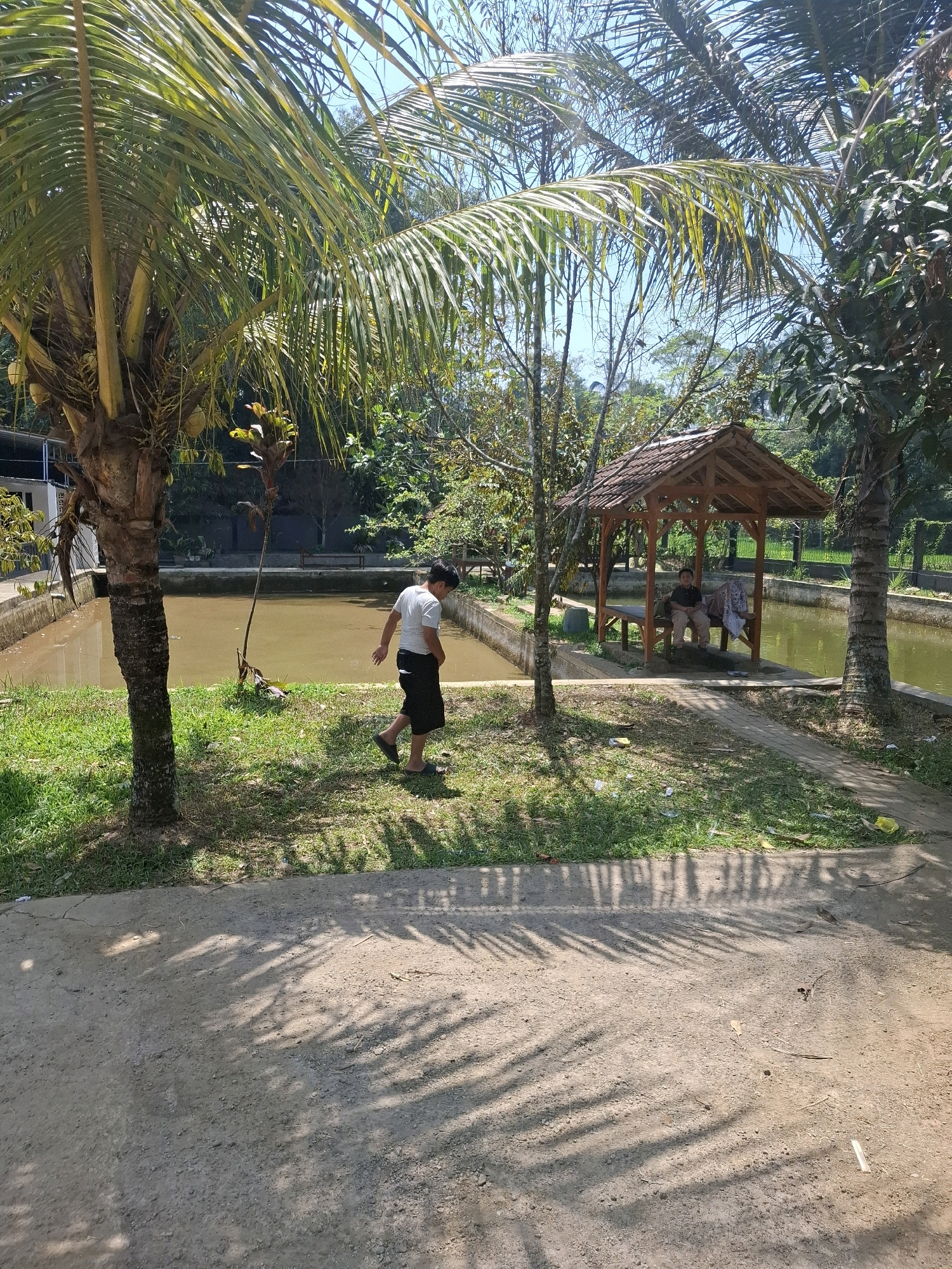 In Cibentang, Indonesia, a boy in a white t-shirt and black shorts walks across a grassy area next to a pond. In the background, two individuals sit on a bench under a wooden gazebo situated beside the pond. Tall palm trees with fronds casting shadows are prominent in the scene. The environment appears to be a park or recreational area with a natural water feature and lush vegetation.