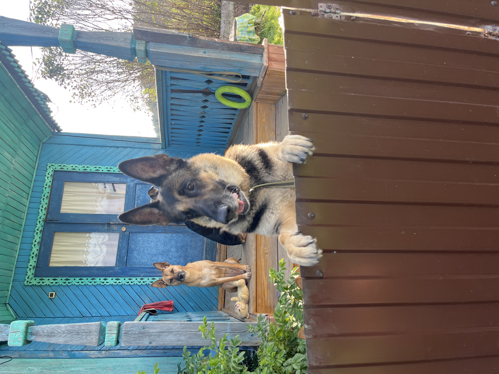 Two dogs are on the porch of a blue wooden house. A large German Shepherd is in the foreground, with its paws resting on a brown metal fence. Its mouth is open, and it appears to be panting or possibly barking. Behind it, a smaller tan dog is sitting on the steps, looking directly at the camera. A plush toy is lying on the step near the tan dog. The house has decorative green trim around the door and windows. In the background, trees and bushes are visible. The setting is likely a rural or suburban area. There is no specific information to confirm the location in the city of Nizhny Tagil, Russia.