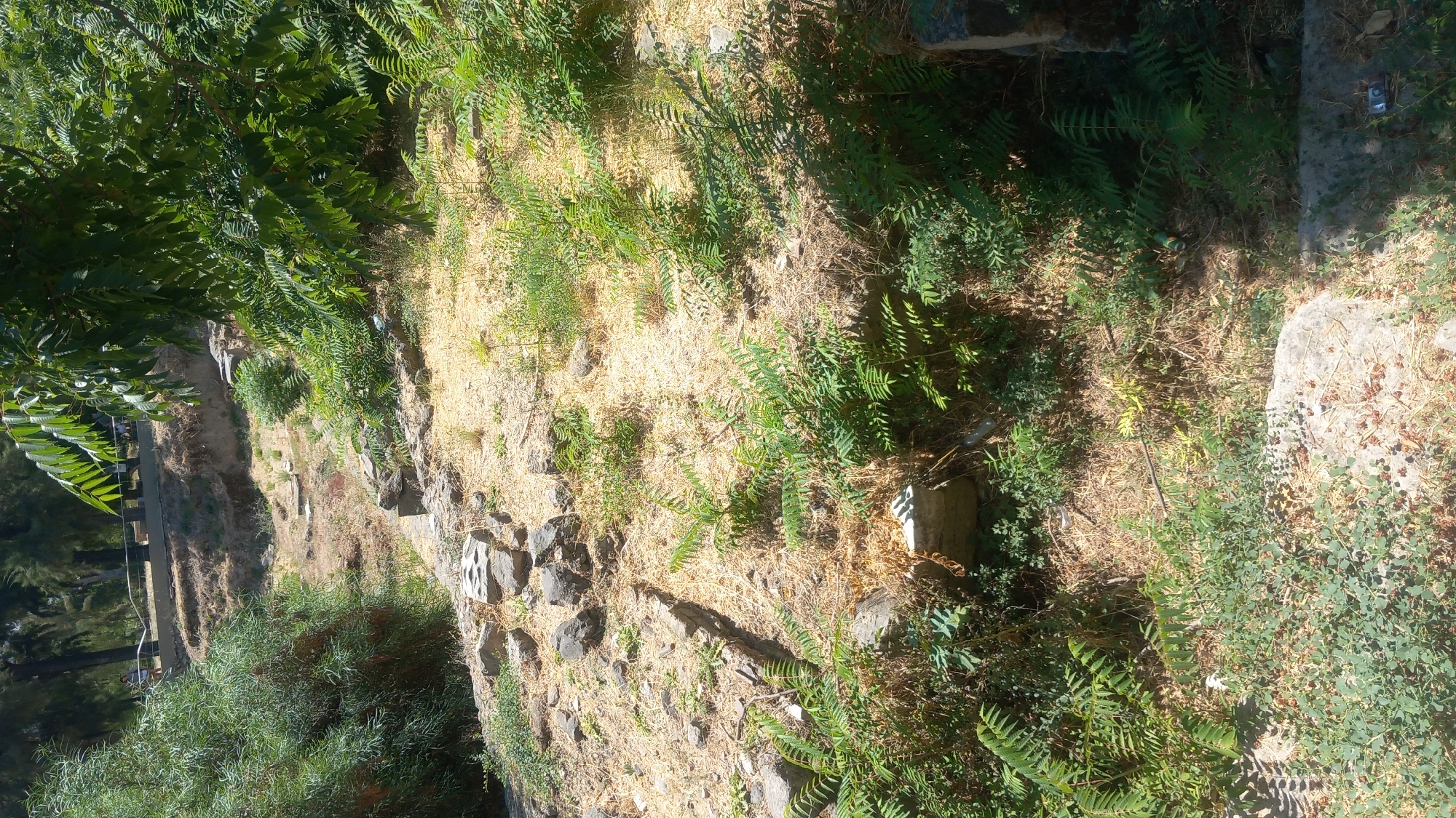 The image depicts an archaeological site in the city of Kos, Greece. The foreground is dominated by overgrown vegetation, including ferns and low-lying bushes with small dark berries, obscuring scattered rocks and what appears to be remnants of ancient stone structures. The terrain slopes upwards, revealing a dry, grassy area with more stone debris and patches of darker soil. In the mid-ground, a low stone wall or foundation is visible, partially covered by vegetation. The background shows more trees and a raised pathway or walkway with a railing, behind which are more trees and a hint of sky. A few individuals are barely visible on the walkway in the upper left portion of the image. The overall impression is of a somewhat neglected historical site.