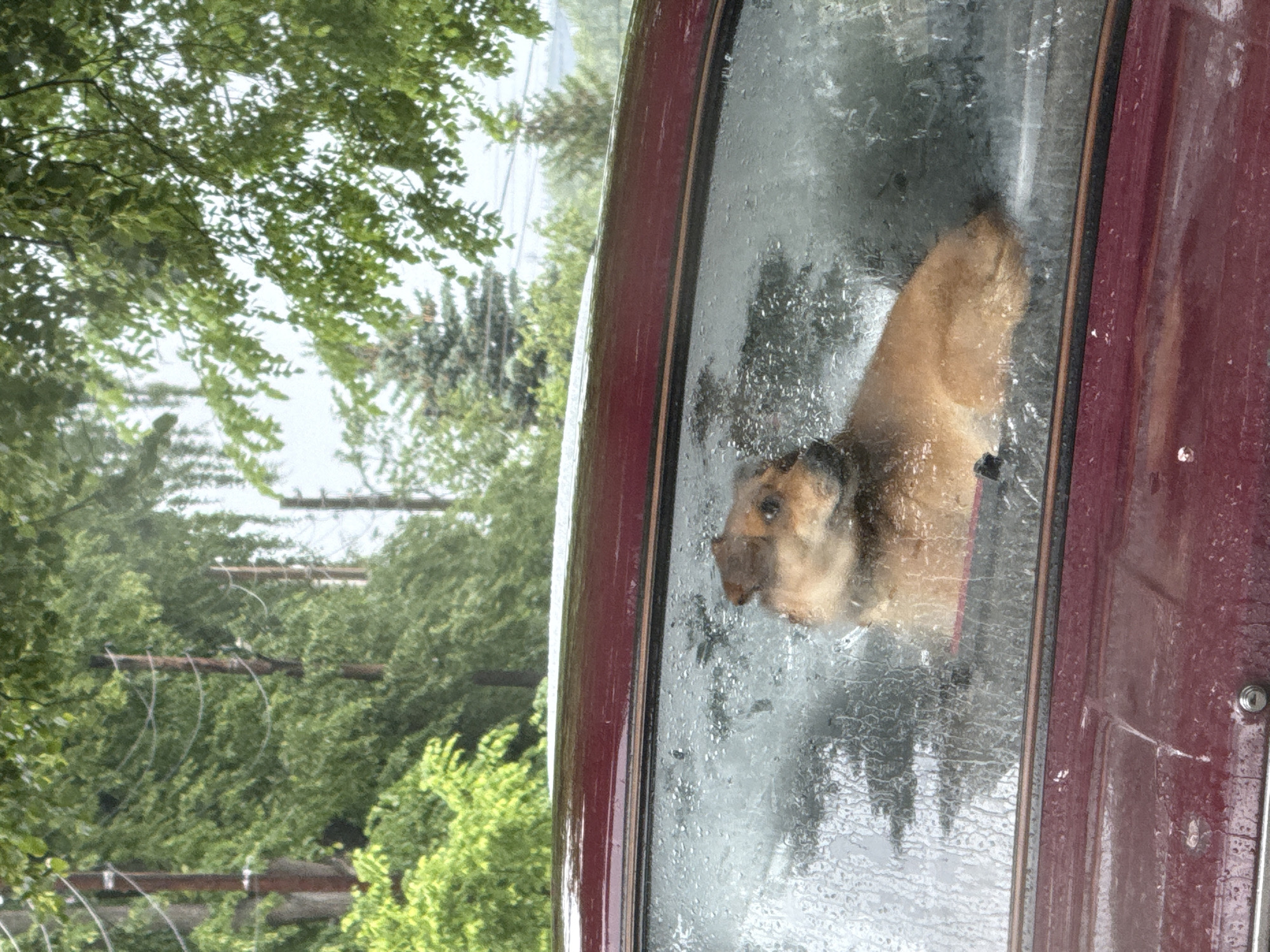 A medium shot, at a slight angle, shows a dog looking out a rain-covered window of a maroon vehicle. The dog is light brown with a black collar. The window is covered in water droplets. Outside the window, there are trees and what appears to be utility poles with wires. The location is assumed to be Chaikovsky, Russia, based on the prompt.