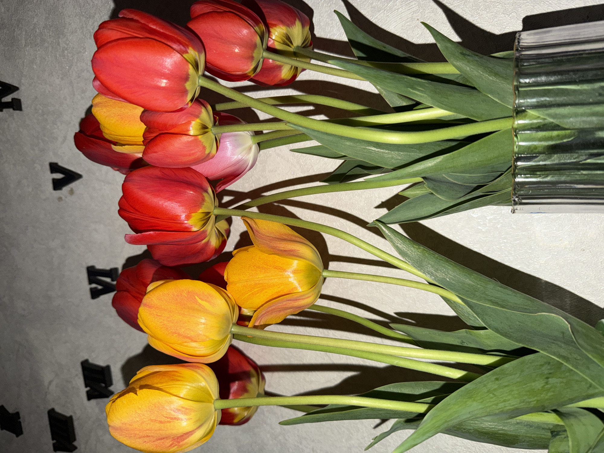 The image depicts a horizontal arrangement of tulips in a glass vase. The tulips are a mix of red and yellow colors. The stems and green leaves of the flowers are also visible. The tulips lie on a white surface with the word "JAVA" printed on it in black letters. The vase appears to be made of glass with a corrugated or ribbed design. The lighting suggests a shadow is cast on the left side of the image. The location is not specified within the image.