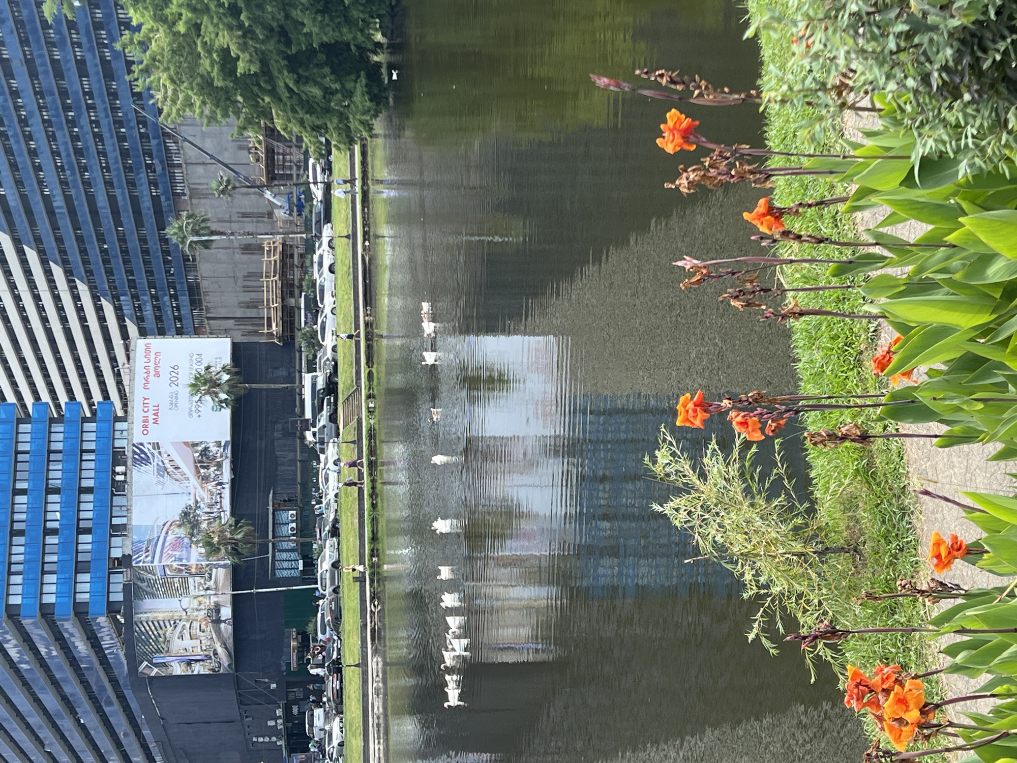 The image depicts a scene in Batumi, Georgia, likely near the Batumi Boulevard area. In the foreground, bright orange canna lilies are in bloom, with green foliage and some dried stalks. Behind the flowers, a small, sparsely leaved tree stands on a grassy area next to a paved walkway. A calm body of water, possibly a pond or a section of the Black Sea, occupies the middle ground, reflecting the buildings and sky. Several white geese are swimming in a line across the water. In the background, a large, modern blue and white building with many windows is visible. A billboard is attached to the side of a dark, partially constructed structure. Cars are parked and driving along a road in front of the buildings. A few pedestrians are walking along the grassy area between the road and the water. A construction crane is also visible behind one of the buildings. The overall impression is an urban park setting with a waterfront and modern architecture.