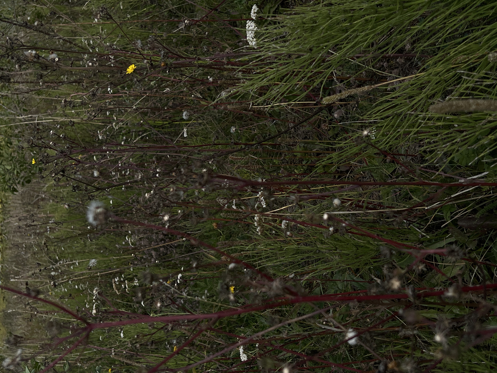 The image is a close-up, eye-level shot of a dense, overgrown field of wild grasses and plants in Laskivtsi, Ukraine. The dominant colors are muted greens and browns, with scattered pops of yellow from small wildflowers and white from some smaller blossoms. The lighting appears to be overcast or late afternoon, creating a somber and somewhat hazy atmosphere.
The foreground is dominated by thick, tall grasses, some with a vibrant green hue, others appearing drier and more muted. Interspersed among the grasses are numerous thin, dark reddish-brown stalks of dried plants, some bearing seed heads or remnants of past blooms. These stalks create a textured, almost tangled appearance.
In the mid-ground and background, the density of the vegetation continues. There are several small yellow flowers visible, one prominently on the right side of the frame, and another higher up and to the left. Patches of small white flowers, possibly yarrow or Queen Anne's Lace, are also present. Some fluffy, white seed heads, indicative of dandelion-like plants, are scattered throughout. The overall impression is one of wild, untamed nature.
There are no people, animals, or man-made objects clearly visible in the frame. The scene is purely a depiction of a natural, rural environment. The focus is on the textures and forms of the plants, the interplay of light and shadow, and the overall feeling of an untouched, perhaps slightly melancholic, landscape. The impression is of a natural area in a state of late growth or early decay, typical of a temperate climate.