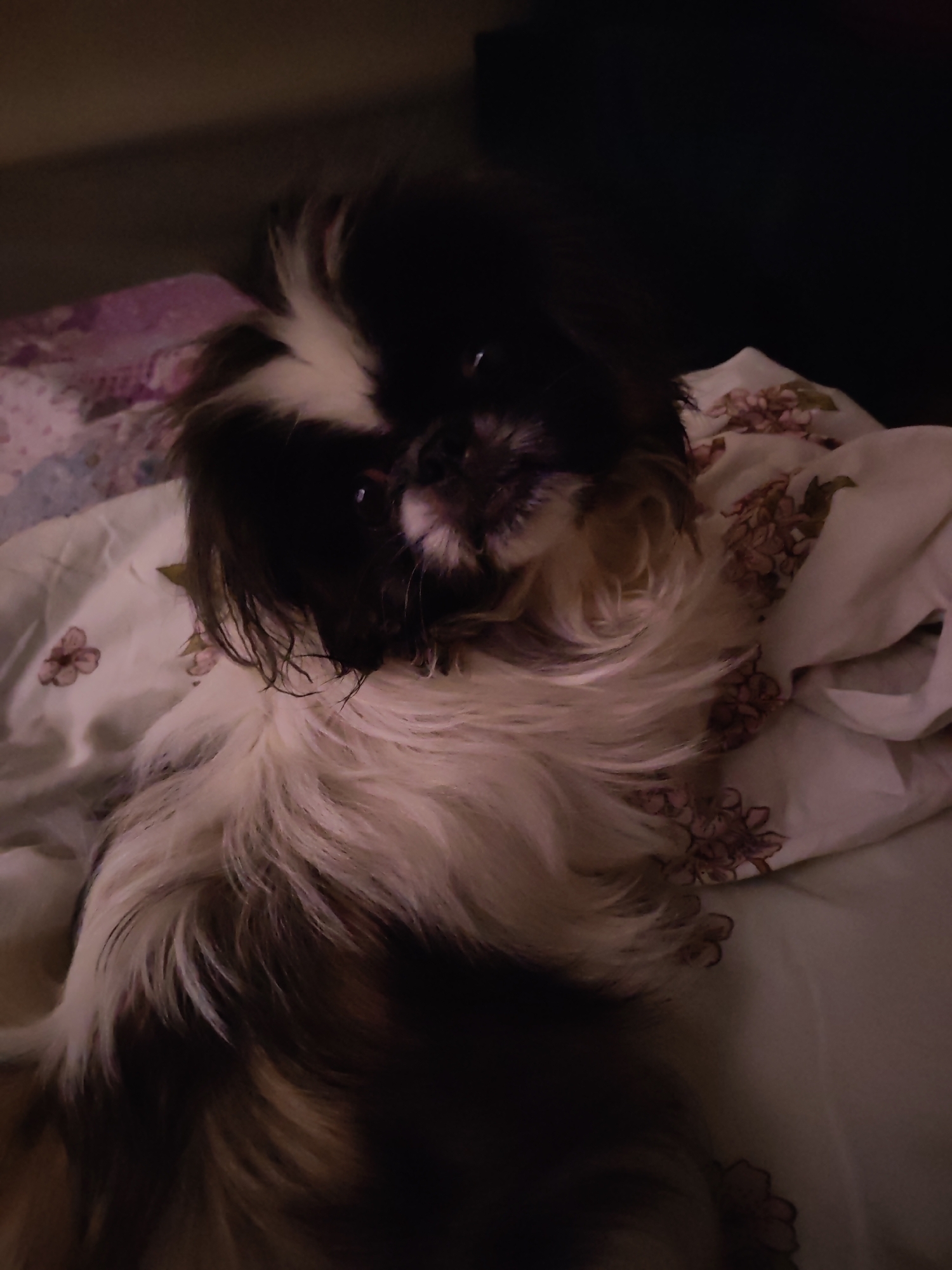 A black and white long-haired dog is lying on a bed with floral-patterned bedding. The dog is facing the camera with its head tilted slightly. The lighting is dim. There is no indication of the location being Izhevsk, Russia.
