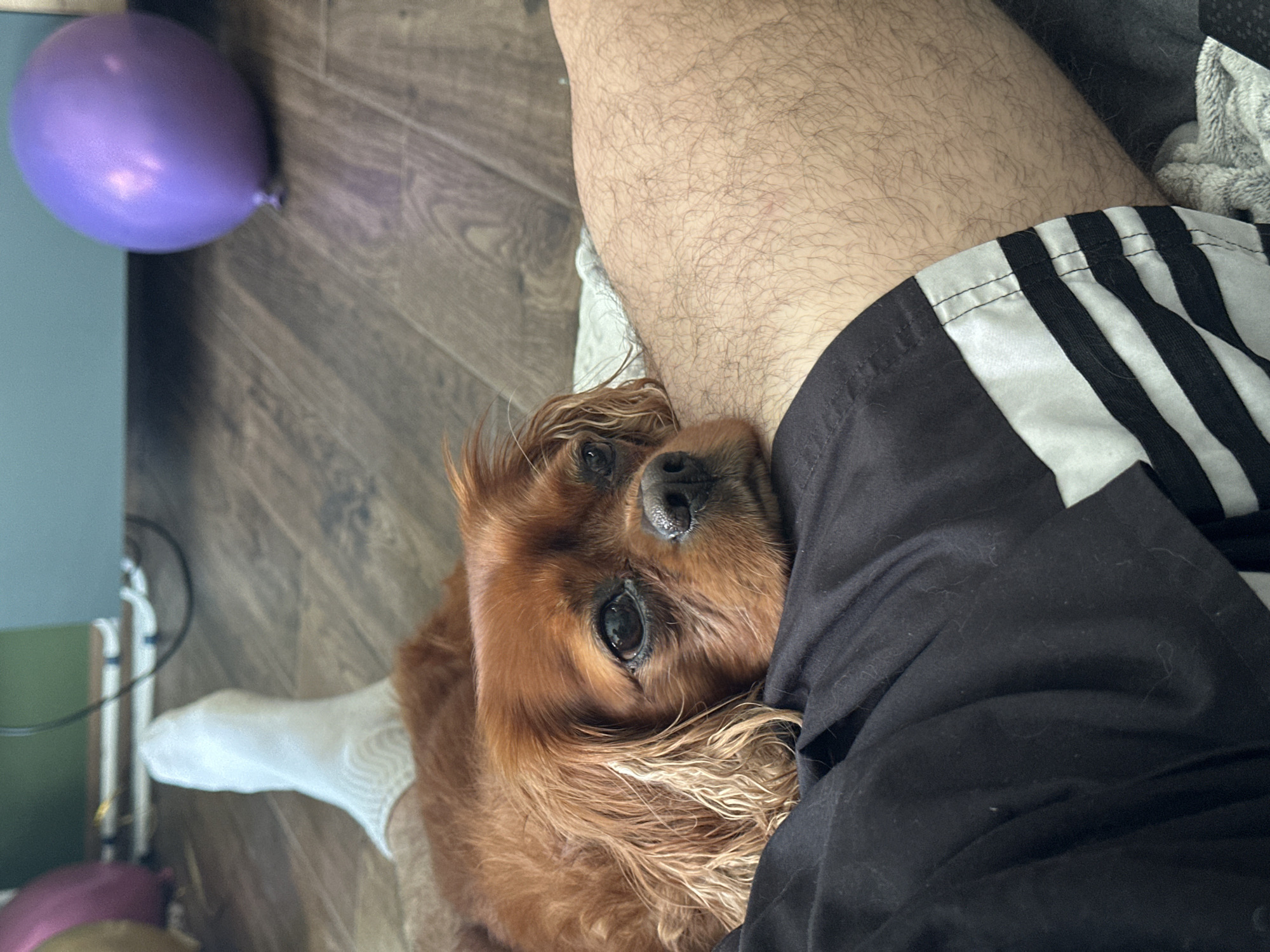 A brown Cavalier King Charles Spaniel rests its head on a person's leg, specifically the thigh. The person is wearing black and white striped shorts. A partially deflated purple balloon is visible in the top left corner of the frame. A white sock is near the dog. The flooring is wood-like laminate. The location appears to be indoors. No information indicates the location is in Sofia, Bulgaria.