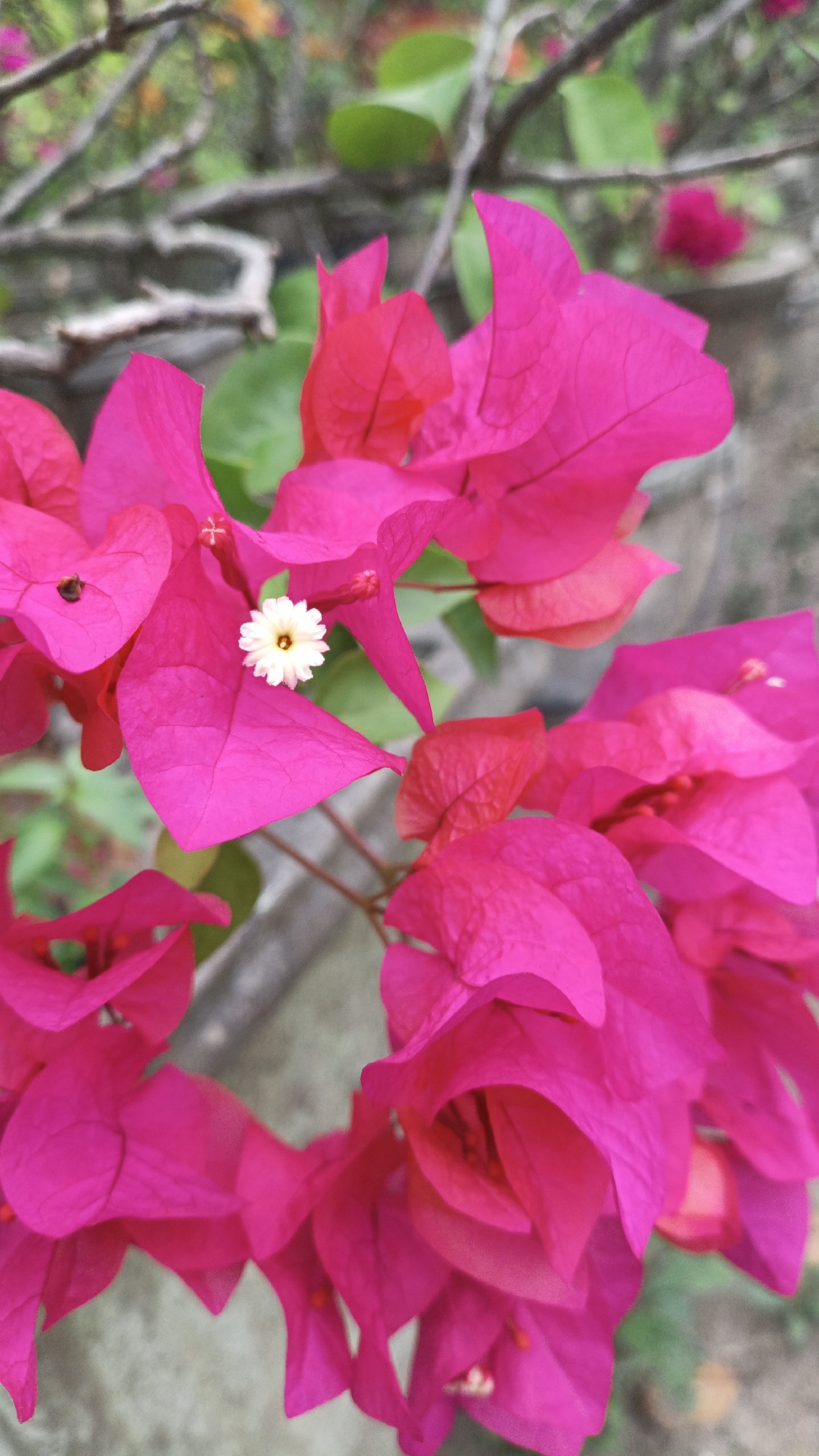 A close-up macro shot captures the vibrant pink bracts of a bougainvillea plant, its delicate white flower with yellow stamen blooming at the center. The plant's branches, covered in rough bark, are visible in the blurred background, along with out-of-focus green leaves and a hint of a concrete wall. The image appears to be taken outdoors, with soft lighting and a shallow depth of field that emphasizes the flower's intricate details. The overall impression is one of natural beauty and tranquility.
