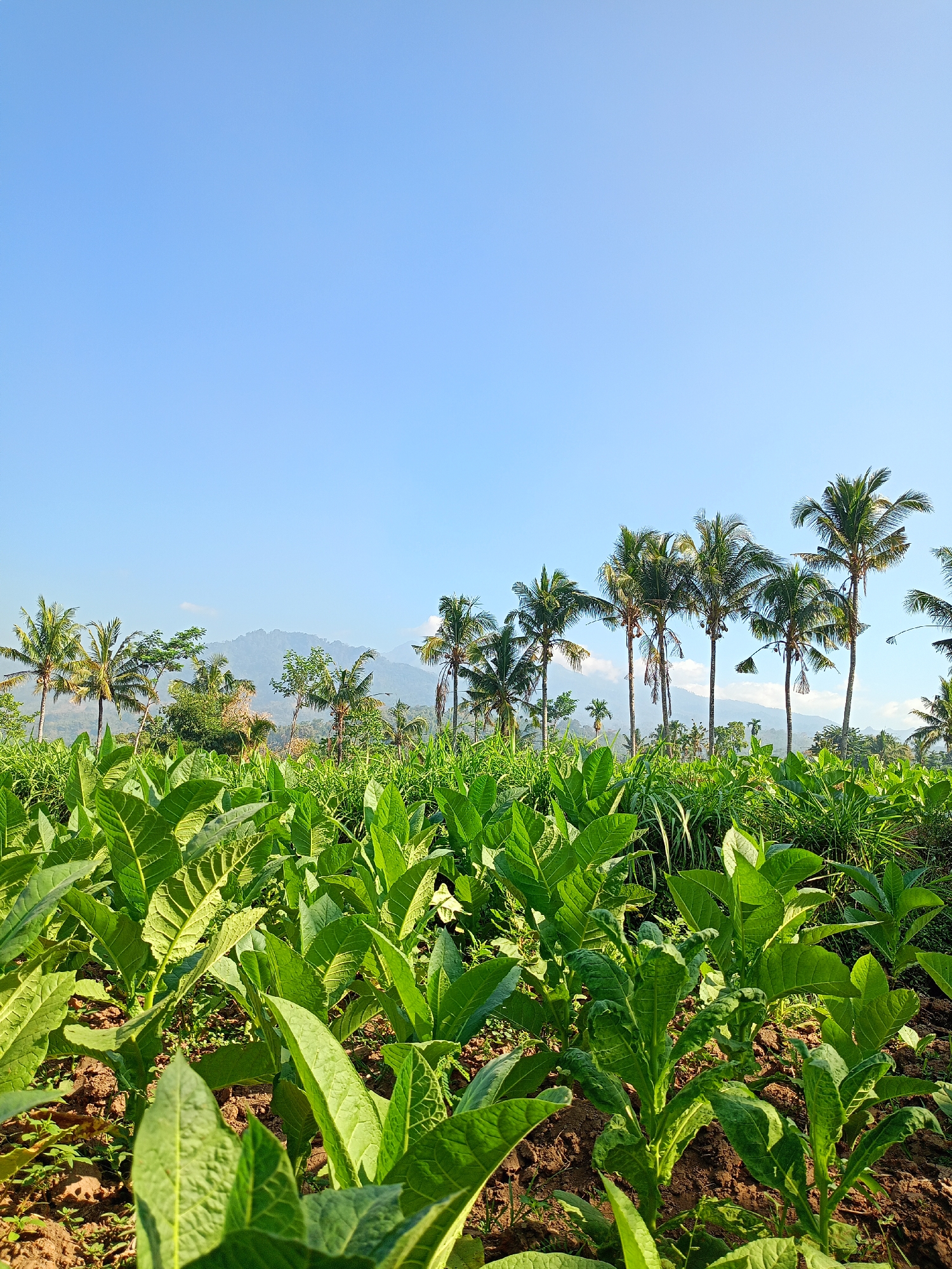 The image depicts a lush green tobacco field under a clear blue sky. In the foreground, rows of young tobacco plants with large, broad leaves are thriving in rich, dark soil. The plants are densely packed, creating a vibrant carpet of green.
In the mid-ground, the field transitions into a line of tall, slender palm trees with their distinctive fronds reaching towards the sky. Behind the palm trees, a range of verdant, rolling hills or mountains are visible, shrouded in a light haze. The overall impression is one of a rural, agricultural landscape bathed in the warm glow of daylight. The location is identified as Panduman, Indonesia.
