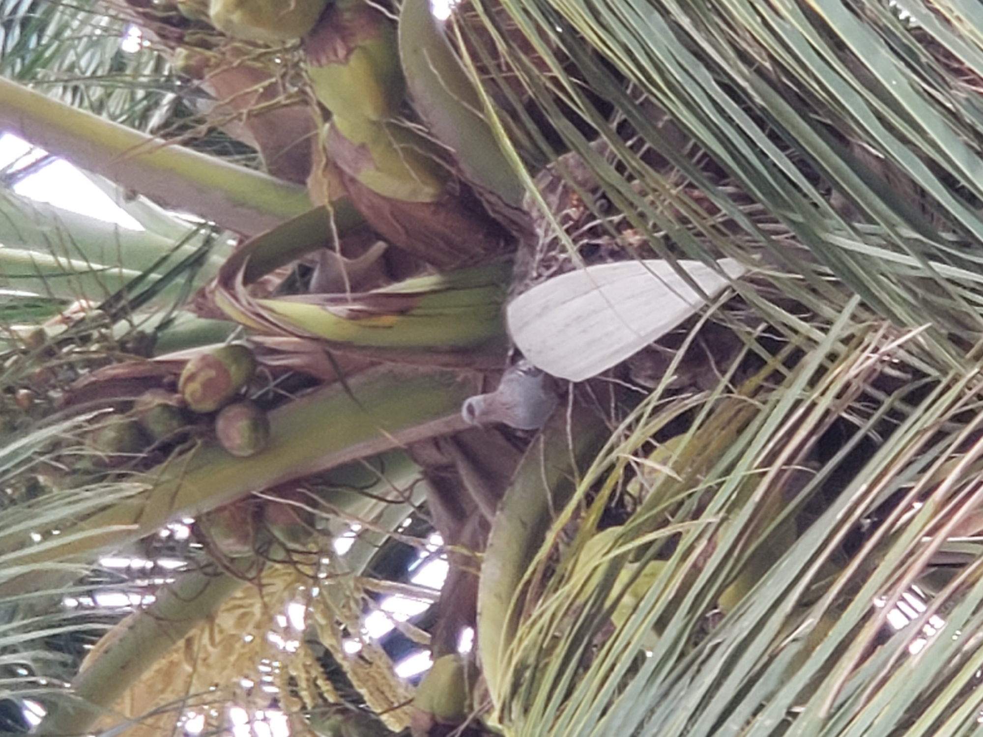 In the city of Sabon Tasha, Nigeria, a bird, likely a dove or pigeon, is perched in the nest of a coconut palm tree. The bird is small and light gray, with a visible beak and eyes. It appears to be sitting on a nest constructed from palm fronds and other natural materials. The nest is nestled among the fronds of the coconut palm, with several small, green coconuts visible in the background. The image is taken from a low angle, looking up into the palm tree. The lighting suggests it is daytime, possibly overcast given the diffused light. The overall scene depicts a natural habitat with a bird nesting within the palm tree.