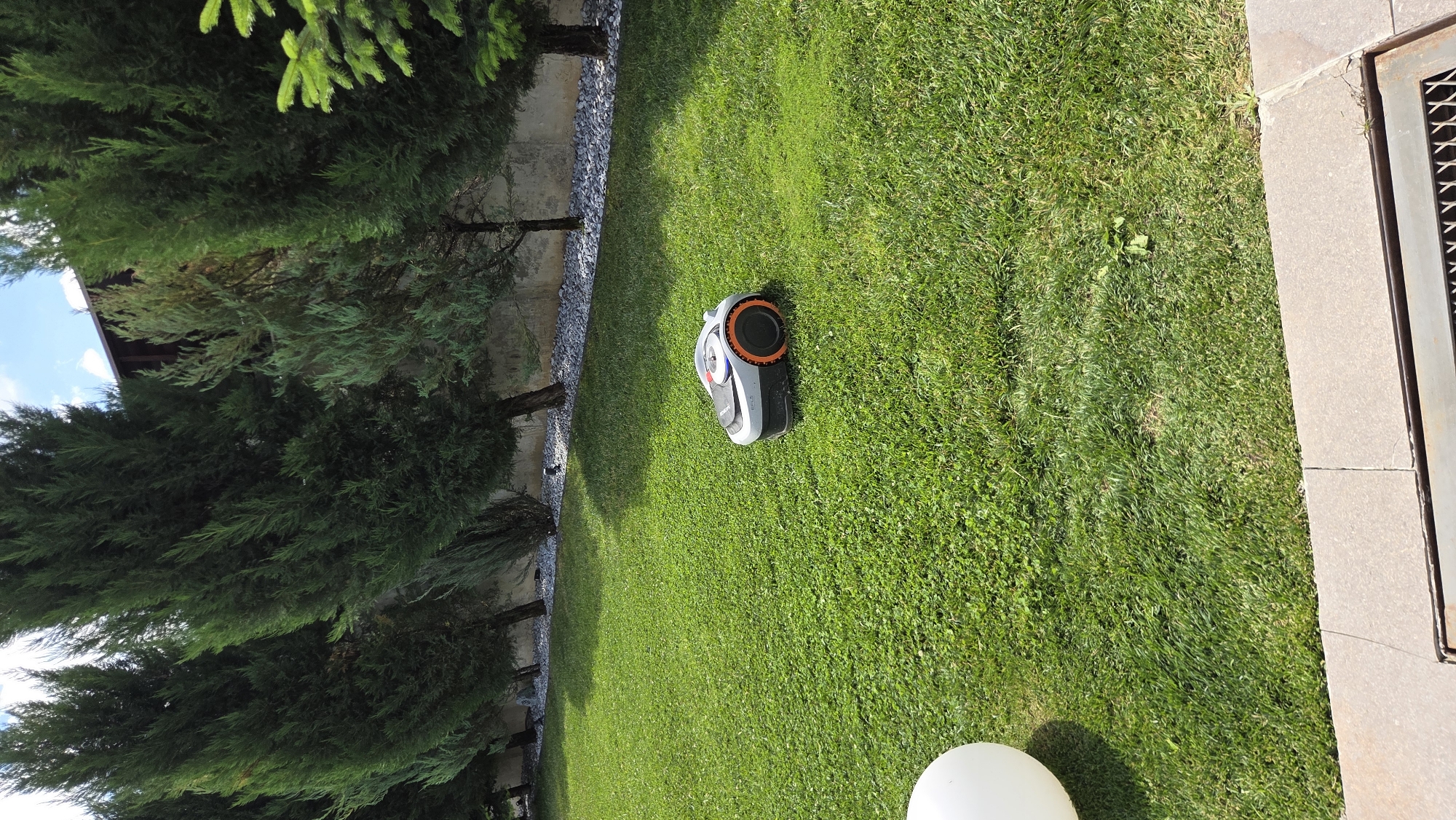 A robotic lawnmower is situated on a vibrant green lawn. The lawn is bordered by a row of tall, slender evergreen trees with a textured grey wall behind them. The trees are evenly spaced, and the wall appears to be made of concrete with a gravel and stone border at its base. In the lower left corner of the image, a portion of a large, white spherical object is visible, casting a shadow on the grass. The foreground features a paved area with concrete slabs, and a metal grate is embedded in the paving. The sky above is a clear blue with scattered white clouds.