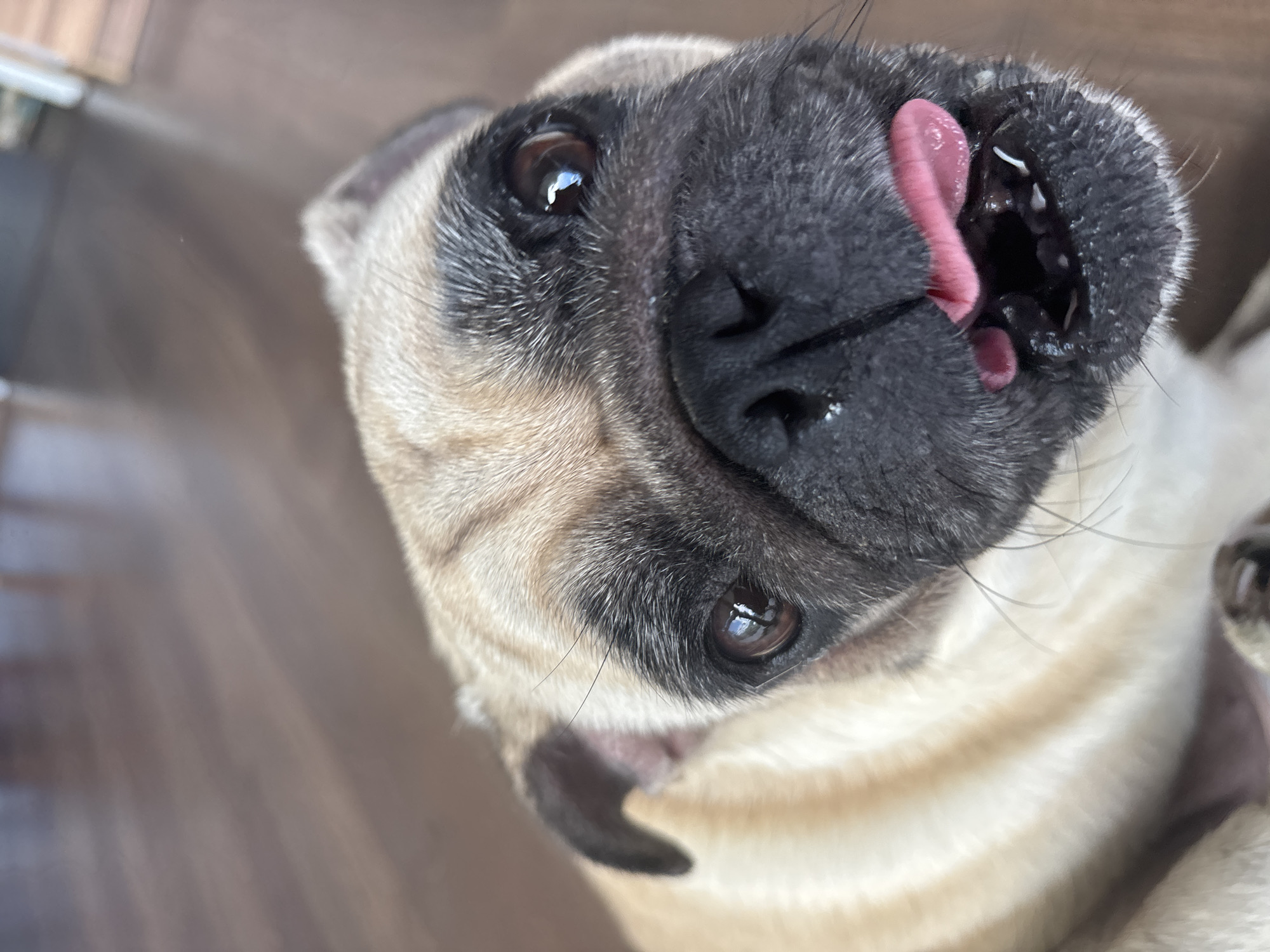 A close-up, eye-level shot shows a pug dog with its tongue sticking out. The dog has tan fur with black markings around its eyes and nose. Its dark brown eyes are wide and attentive, reflecting the light. The dog's black nose is wet, and its pink tongue is curled slightly. The background consists of a dark, wooden floor with faint reflections. The lighting is bright and natural, highlighting the dog's features. The overall impression is one of a playful and curious pet.