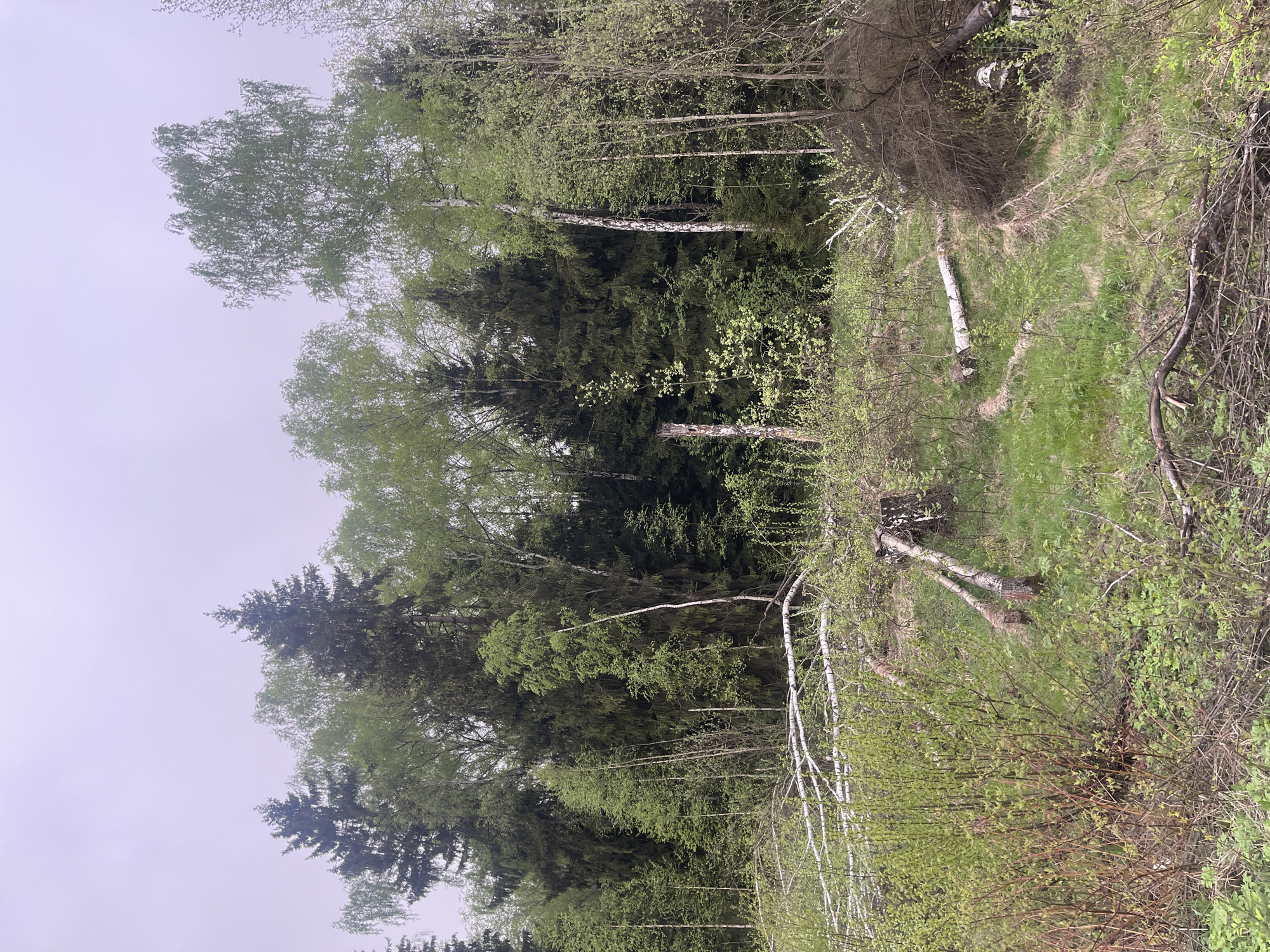 The image shows a forest scene in Unknown, Russia. The foreground features dense undergrowth with slender trees, some with distinctive white bark, likely birch. The middle ground transitions into a denser forest with both deciduous trees displaying green foliage and coniferous trees with darker green needles. Fallen birch trees are scattered across a grassy area. The background is a hazy sky, indicating overcast weather conditions. There are no people visible in the image.