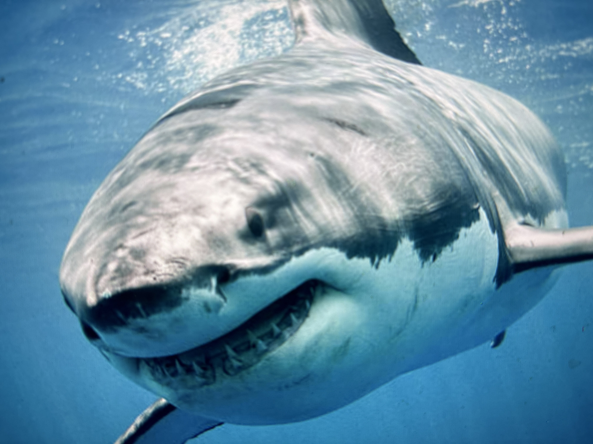 The image shows a close-up, underwater view of a great white shark. The shark is swimming towards the camera, with its mouth slightly open, revealing rows of sharp teeth. Sunlight filters down from the surface, illuminating the shark's grey and white skin and the blue water. The shark's pectoral fins are visible, and its body appears smooth and powerful. There are no other visible subjects or objects in the water besides the shark and a small, dark object in the lower right which could be debris or a small fish. The environment is clearly aquatic. There is no information within the image to suggest any connection to Sofia, Bulgaria.
