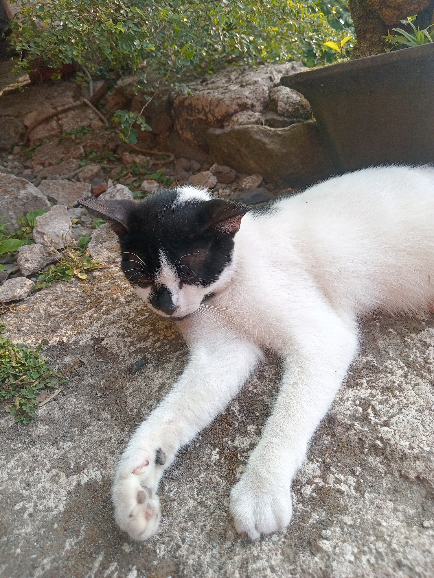 A black and white cat is lying on a stone surface. The cat is mostly white with black markings on its head and ears. Its eyes are closed, and its paws are extended. The background consists of rocks, plants, and a planter. The scene appears to be outdoors, possibly in a garden or yard, and could be located in Claket, Indonesia given the context.