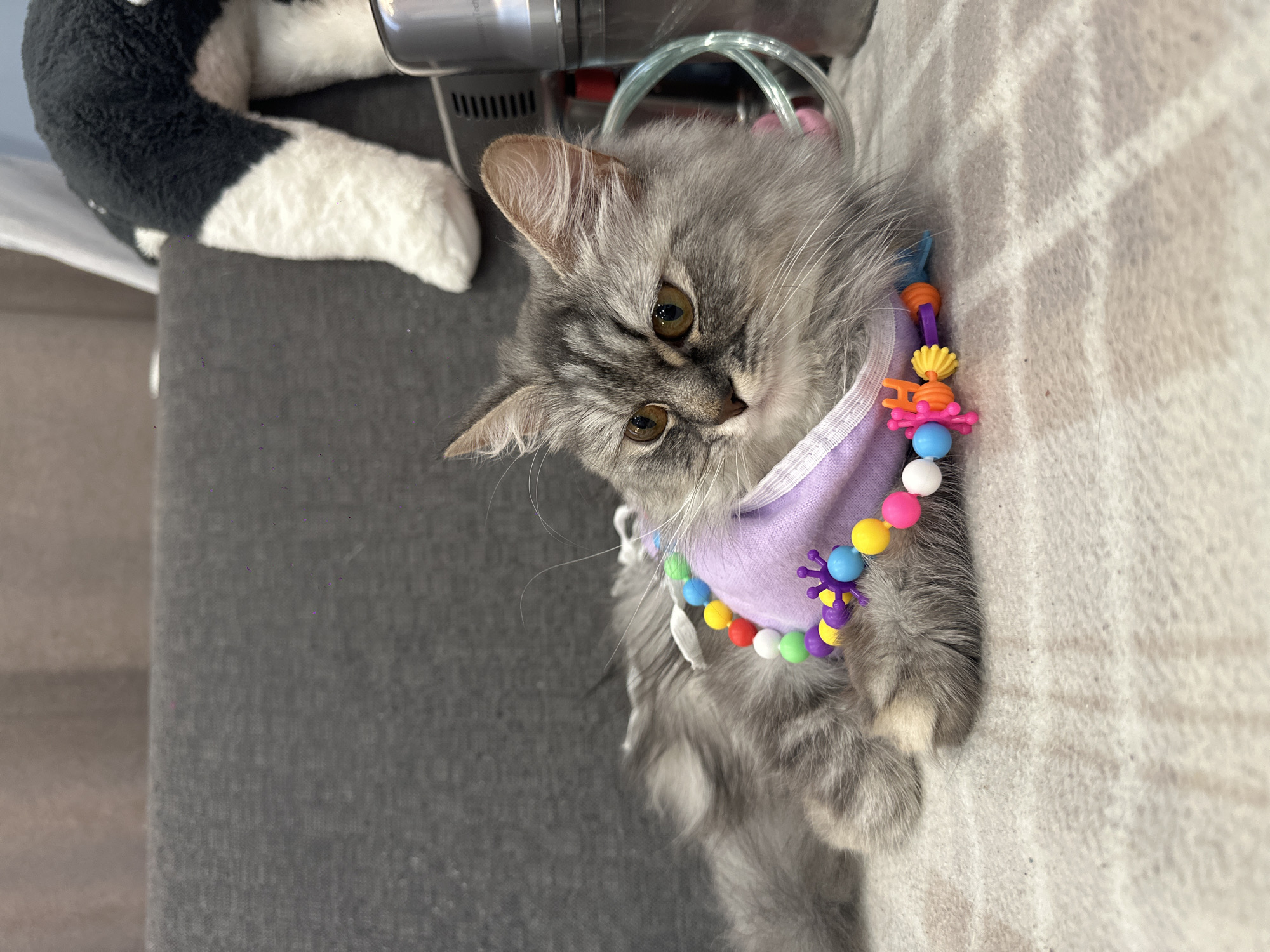 A medium-shot of a grey tabby kitten wearing a purple harness decorated with colorful beads and plastic shapes. The kitten is reclining on a patterned grey and beige surface. To the left, there is a dark grey surface and a black and white stuffed animal. In the background, there is a silver vacuum cleaner. The location is not provided within the image and therefore cannot be determined.