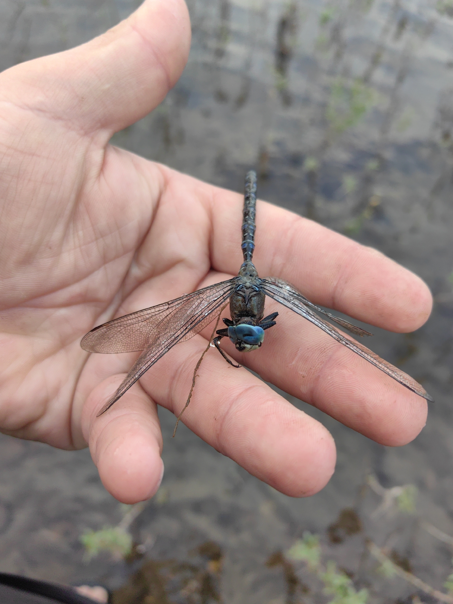 An extreme close-up shot captures a person's hand holding a dragonfly. The dragonfly, predominantly blue and black, is positioned on the fingers, with its delicate, translucent wings spread open. The insect's large, vibrant blue eyes are clearly visible, facing forward. The hand, with its skin texture and lines, is the primary subject interacting with the dragonfly. The background is blurred, suggesting a natural, possibly wet environment with hints of green vegetation and dark earth or water. The scene is captured outdoors. The specific location in the city of Усть-Бурен, Russia, is not discernible from the visual elements of the image.