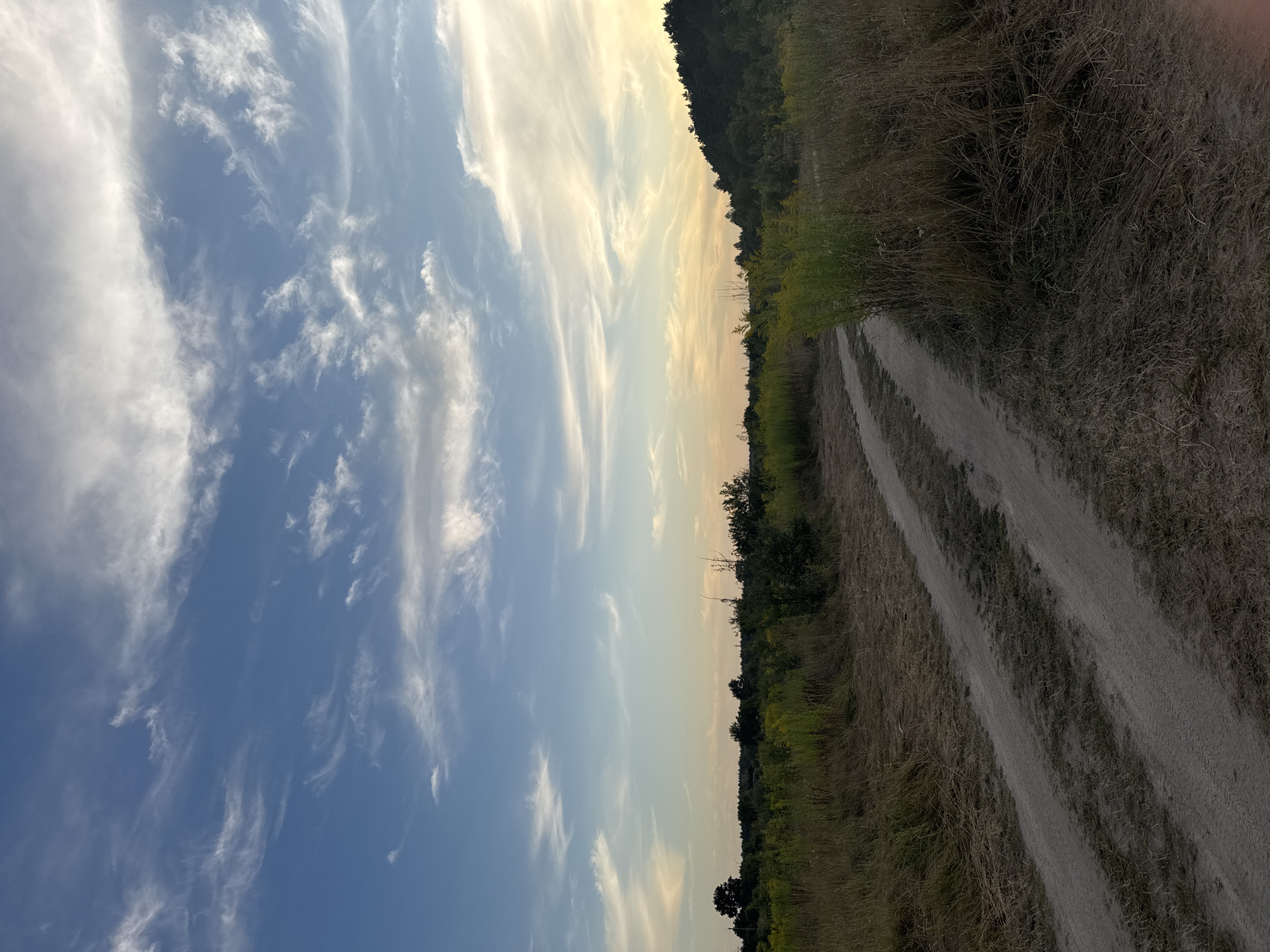 A dirt road winds through a grassy, uncultivated landscape under a vast, partly cloudy sky. The sky transitions from a deep blue near the top to a soft yellow and orange hue near the horizon, indicating either sunrise or sunset. Wispy clouds are scattered across the sky, some appearing thin and feathery, while others are broader strokes of white.
The foreground is dominated by dry, tall grasses and some low-lying green vegetation, suggesting a wild or natural area. The dirt road is worn, with visible tire tracks, implying it is a frequently used path. In the mid-ground and background, a line of trees and bushes creates a natural border, with a slight elevation or hill on the right side of the image covered in dense greenery. The overall impression is one of a rural or undeveloped setting, possibly on the outskirts of a town or in a nature preserve. There are no people or animals visible in the image, and no discernable structures. The lighting suggests natural daylight, likely during the golden hours.
