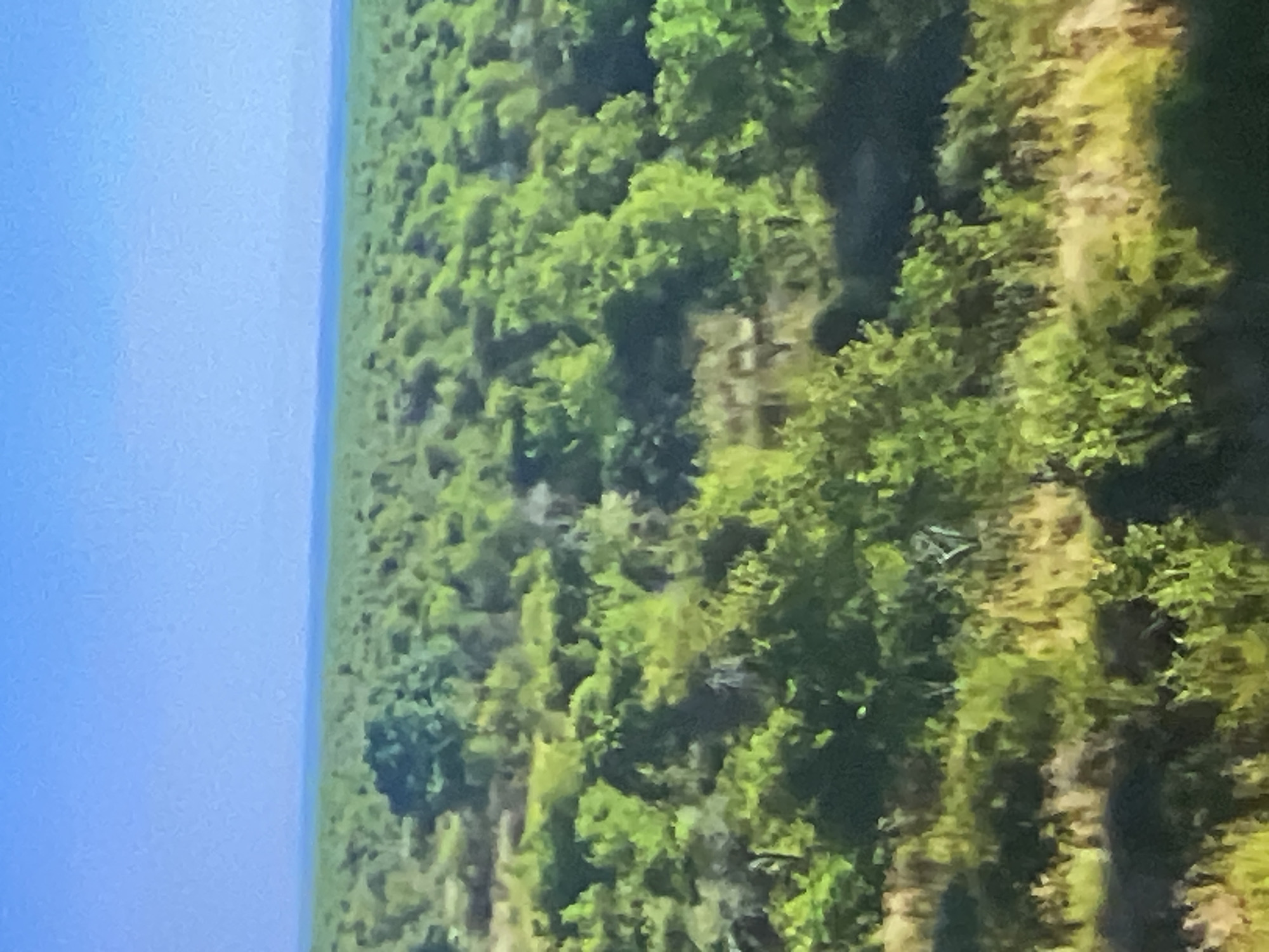 The image depicts a wide, aerial view of a dense, green landscape with a clear blue sky in the background. The terrain is characterized by numerous trees and shrubs, creating a textured carpet of vegetation. In the distance, a thin strip of blue, likely water, separates the green expanse from the horizon. The foreground shows more varied terrain with patches of dry grass and darker foliage. The scene is devoid of any discernible structures or human activity and does not appear to be within the city of Casablanca, Morocco.