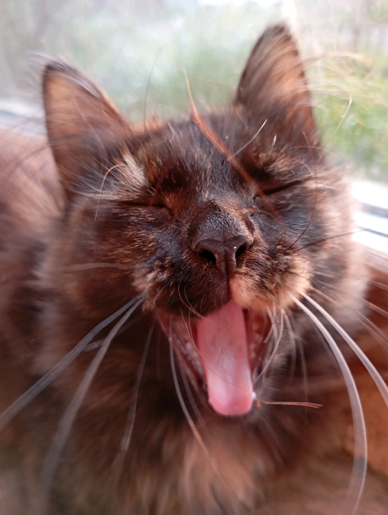 A close-up, head-on shot captures a tortoiseshell cat yawning. The cat's eyes are closed, its mouth is wide open, and its pink tongue is visible. The cat's fur is a mix of brown, black, and orange, and its long white whiskers are prominent. The background is blurred and appears to be an outdoor scene, possibly a window with natural light. The location of this image in the city of Фоки, Russia, is unknown.