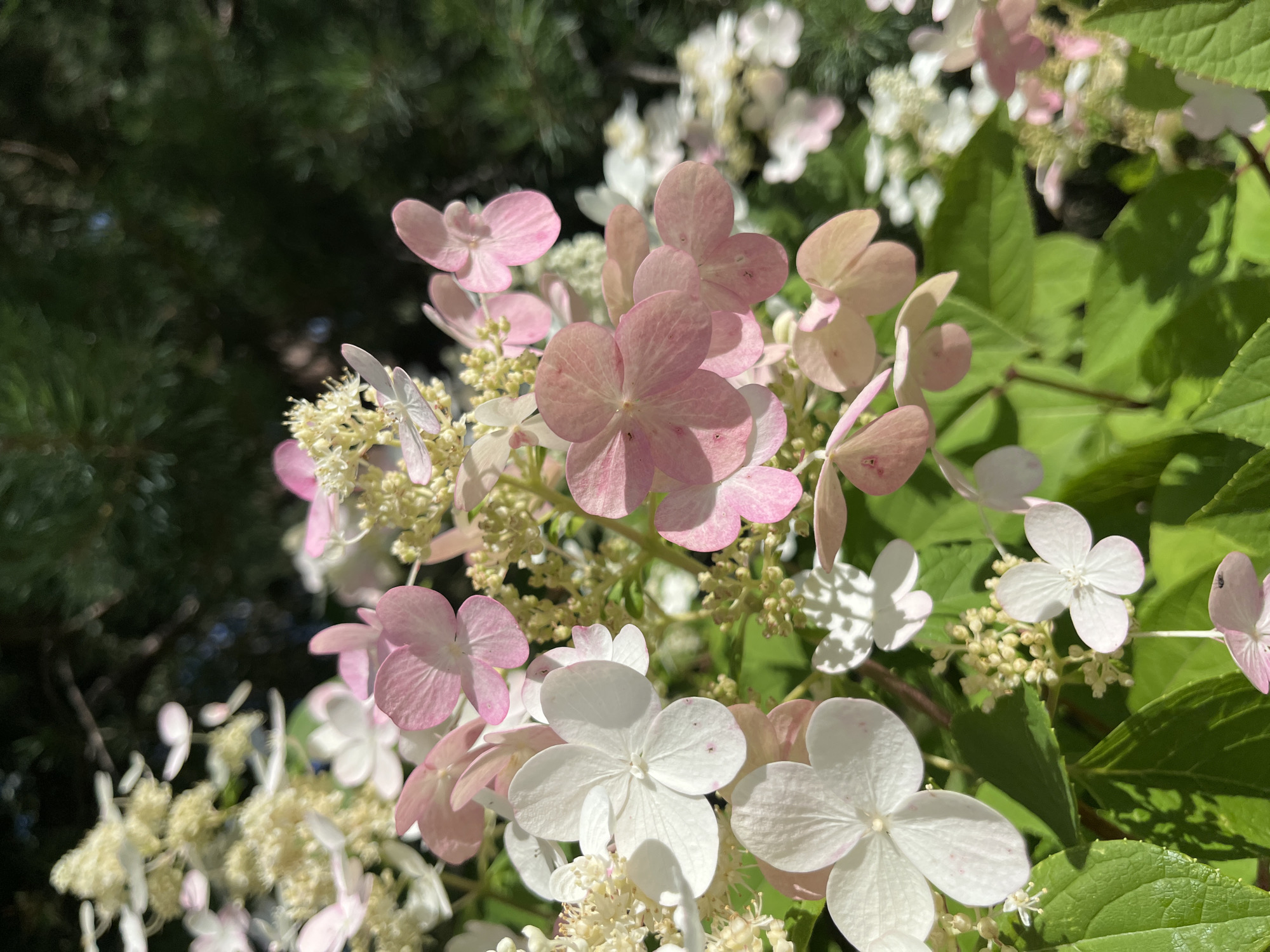 This is a close-up photograph of hydrangea flowers in bloom, set against a backdrop of dark green foliage. The flowers are a mix of white and pale pink, with some showing a gradient from pink to a lighter hue. The petals are delicate and appear to be arranged in clusters. The sunlight casts shadows on the leaves and some of the flowers, indicating it is daytime. The overall impression is one of a lush garden environment. There is no visible indication of the city of Кирполье, Russia, or any people in the image.
