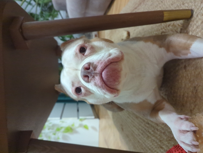 A low-angle indoor scene depicts a light-colored dog, appearing to be an American Bully type breed, lying on a textured, light brown woven rug. The dog's fur is predominantly white with distinct light brown or tan patches on its body and ears. Its head is centrally positioned, facing directly forward towards the viewer, with dark eyes, a pinkish-brown nose, and pronounced jowls. The dog is positioned beneath a dark brown wooden table, whose underside and two cylindrical legs, each featuring a golden-colored tip, are visible and frame the dog. A red, textured chew toy is partially visible near the dog's left front paw. In the background, a light-colored wooden floor is visible, along with a white multi-drawer cabinet, some green foliage, and a partial view of light-colored upholstered furniture. The environment is an interior residential setting, stated to be located in Moscow, Russia.