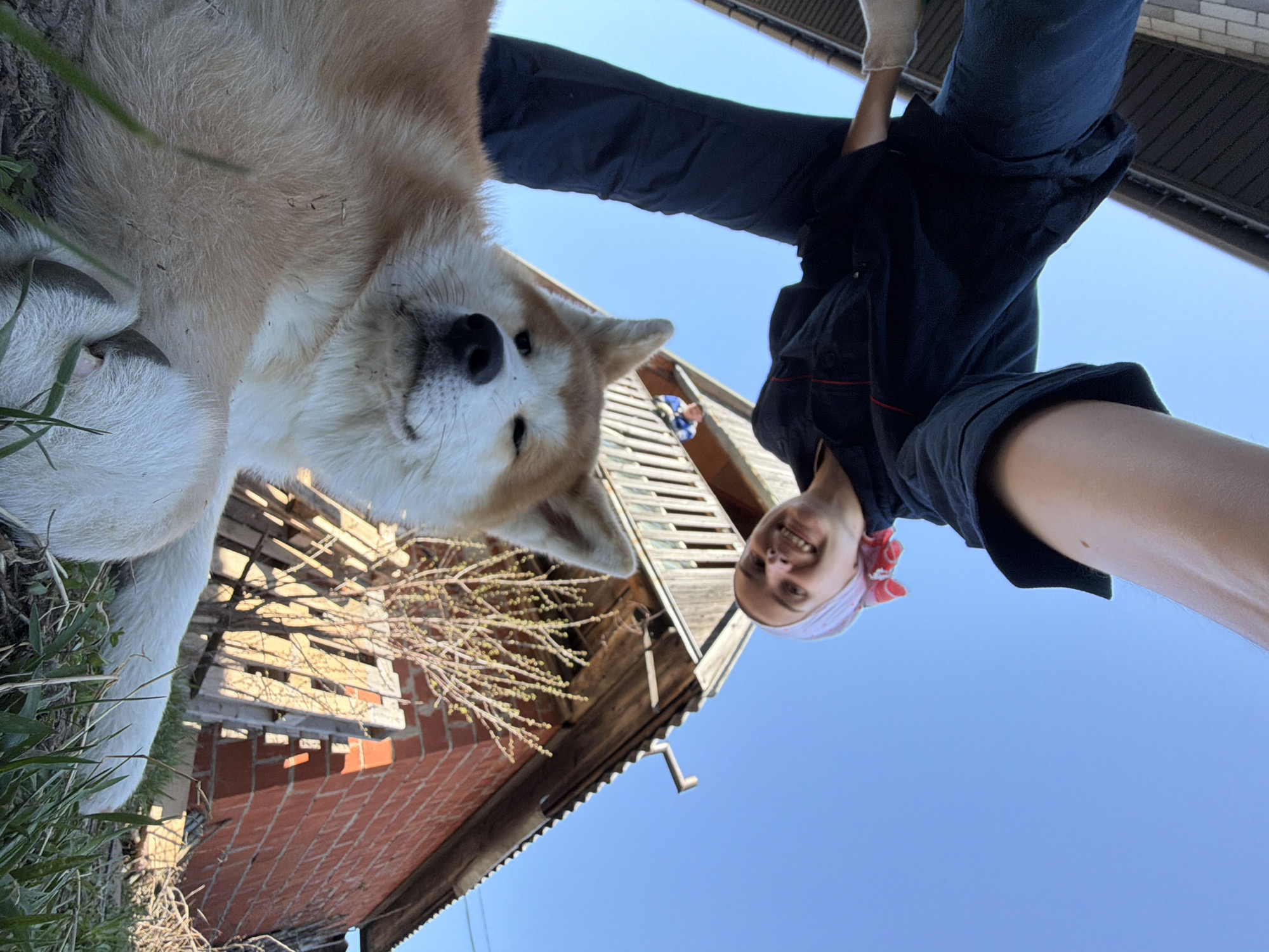 A low-angle shot captures a fair-skinned individual, smiling with a red and white patterned headscarf, dressed in a navy short-sleeved shirt and pants, looking down at the camera. Beside the individual is a large, light brown and white Akita dog lying on green grass and weeds. Behind them is a brick building with wooden structures and pallets, set against a clear blue sky. The location is likely a residential area in Chaikovsky, Russia, characterized by a combination of brick and wooden architecture.