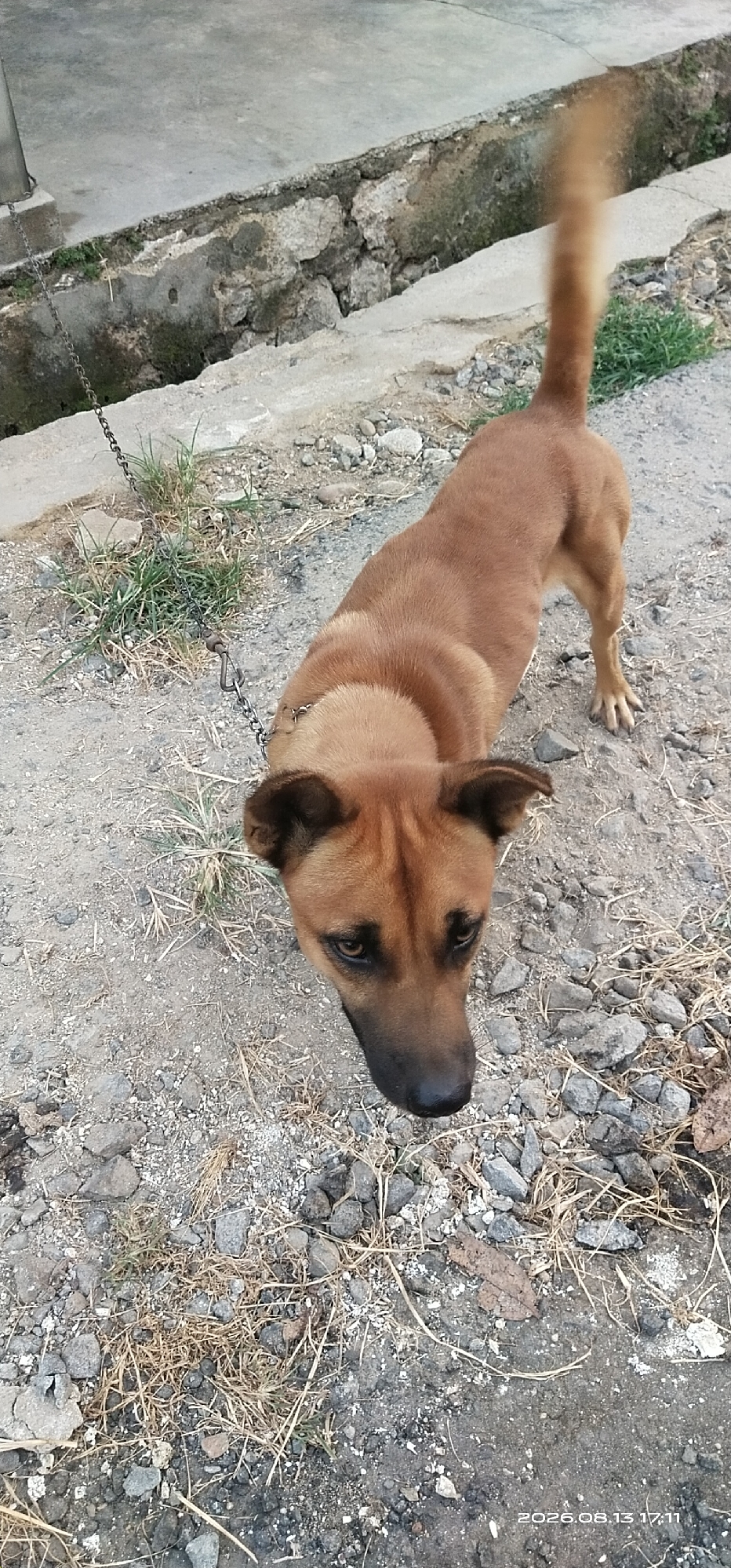 A medium-sized brown dog with dark ears and a dark muzzle is standing on a dirt and gravel surface. The dog is on a chain that is attached to its collar and extends out of frame to the left. In the background, there is a concrete structure with a ditch running alongside it, filled with dirt, rocks, and some sparse green grass. The dog is looking down and to the left. The timestamp on the image indicates "2026.08.13 17:11".