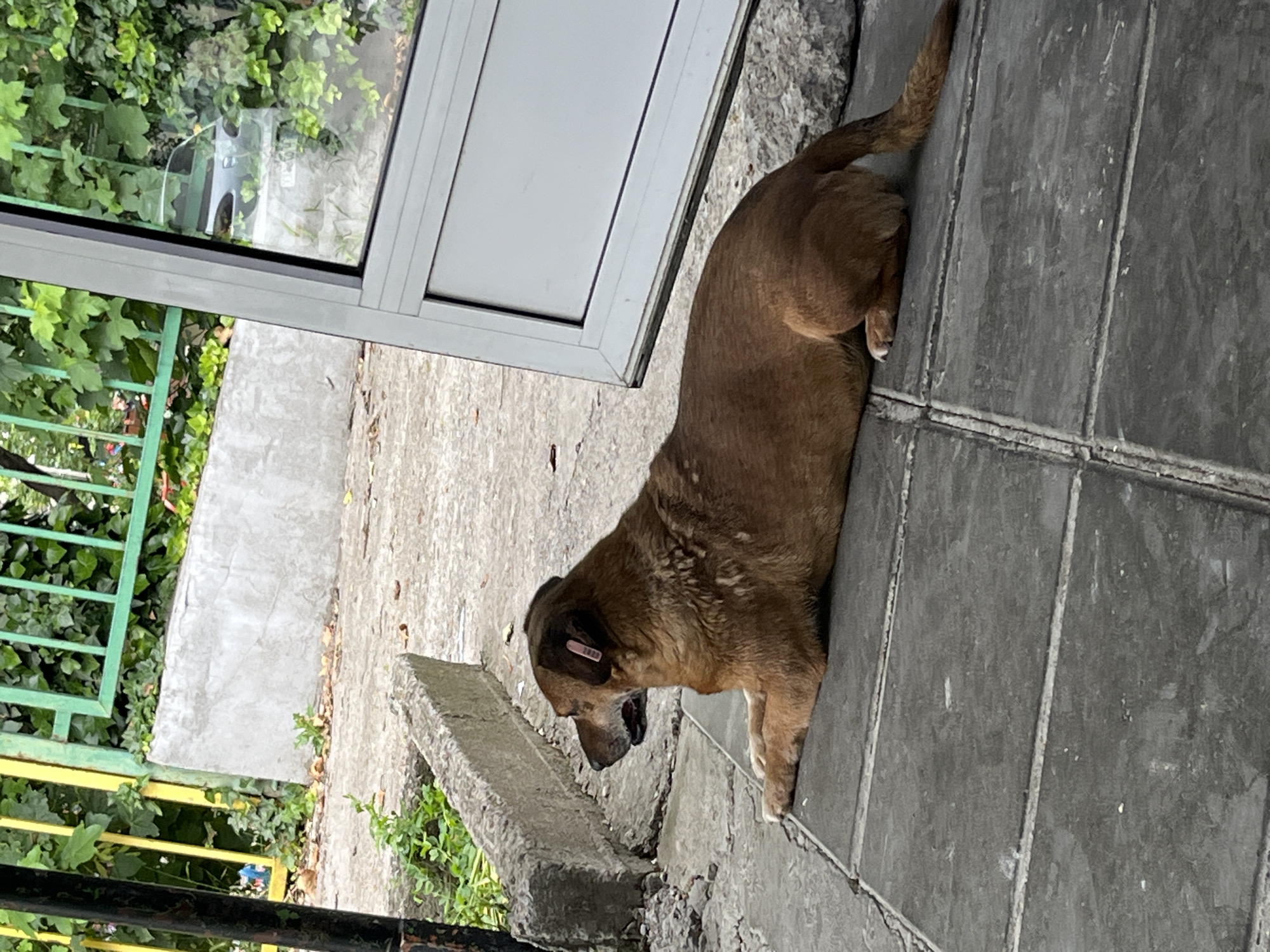 The image, taken in Shumen, Bulgaria, depicts a medium-sized, short-haired brown dog resting or standing on a concrete surface. The dog is positioned centrally, facing towards the left side of the frame with its head slightly lowered. A small, pink, rectangular ear tag is visible on its left ear, indicating it may be a spayed/neutered or vaccinated street animal.
The setting is outdoors, featuring a mix of artificial and natural elements. To the dog's left and in the background, a white-framed glass door or window reflects a vibrant green area filled with foliage, possibly ivy, and a partial reflection of a light-colored object. Below the window and stretching into the foreground is a light-colored concrete path. Further left, a green metal fence or railing is partially visible, with more greenery behind it, and a section of a yellow metal fence can be seen lower down. The immediate ground beneath the dog is a darker, segmented concrete surface.
The scene appears to be under natural daylight, likely overcast, as there are no distinct shadows. The dog appears calm, and no human activity is depicted. There is no legible text visible on the ear tag or elsewhere in the image.