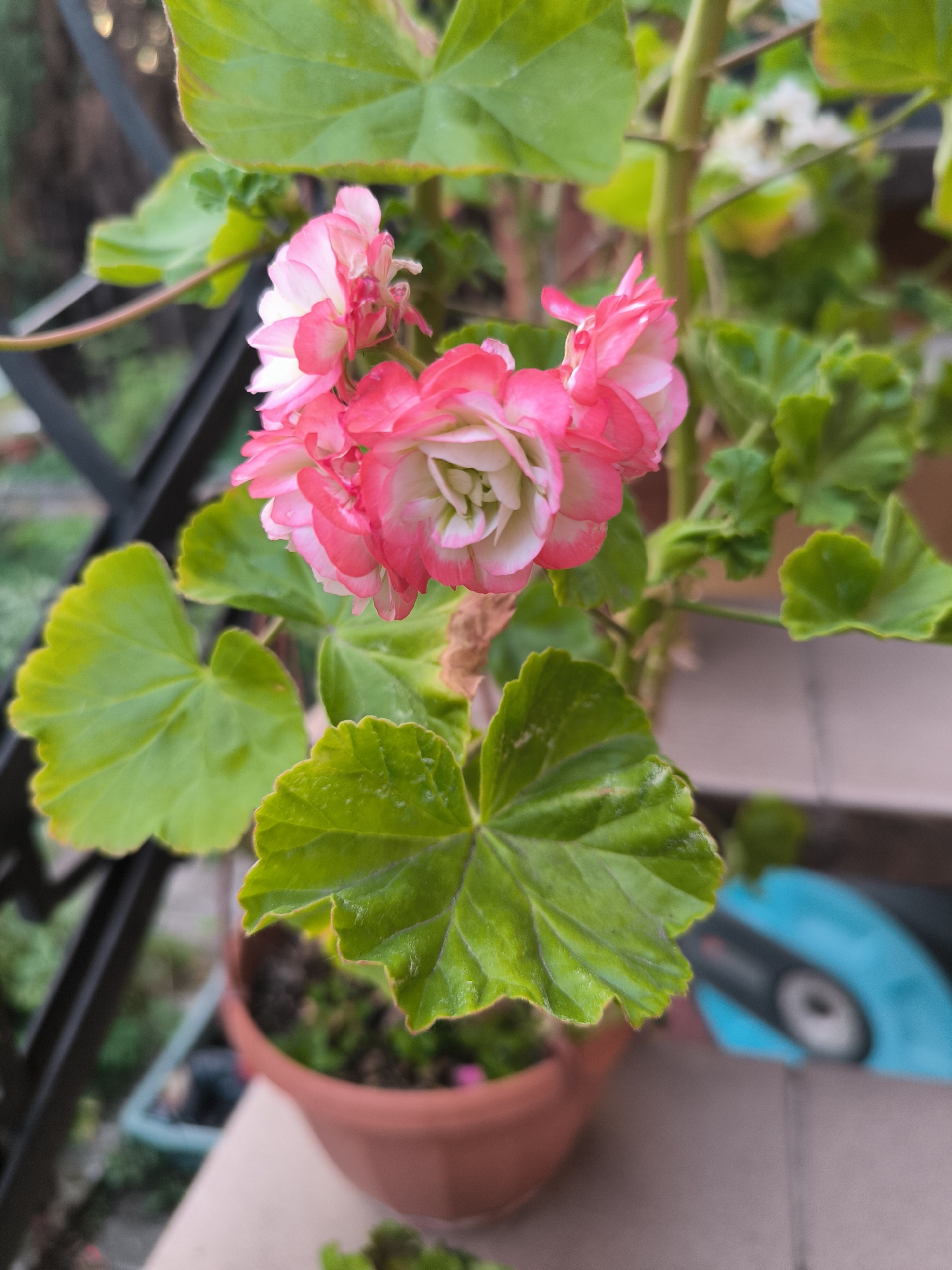 A double-flowered Geranium (Pelargonium) plant is centrally positioned, flowering in a reddish-brown terracotta-style pot on what appears to be an outdoor balcony or patio. The plant features multiple clusters of densely packed, bi-colored flowers with vibrant pink outer petals transitioning to white centers, exhibiting a ruffled appearance. Its large, green, scalloped leaves, some appearing wet or glossy, are distributed throughout the frame.
In the blurred background to the left, a dark, thin metal railing structure is visible, suggesting an elevated outdoor space. Beyond the railing, indistinct greenery and faint bokeh lights are present. To the right, further blurred greenery and a subtle, lighter flower are visible. In the lower-right background, a light-colored tiled surface extends, and a highly blurred object with a prominent bright blue component and a black circular element is discernible, possibly outdoor equipment. The scene is illuminated by natural, diffuse light. No people are present, and no specific actions are depicted. The provided image data does not contain visual cues to confirm the location as the city of Laskino, Russia.
