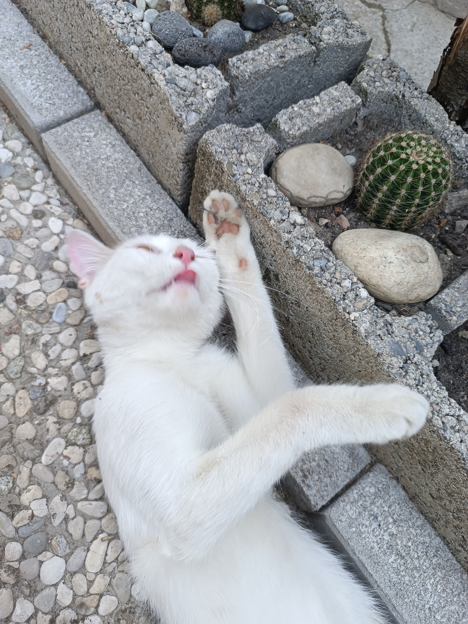 In Viadana, Italy, a white cat lies on its back on a pebbled surface, with its head tilted back and tongue extended. The cat's front paws are raised, with one paw near its face. The background consists of concrete blocks, rocks, and a cactus. The lighting suggests it is daytime.