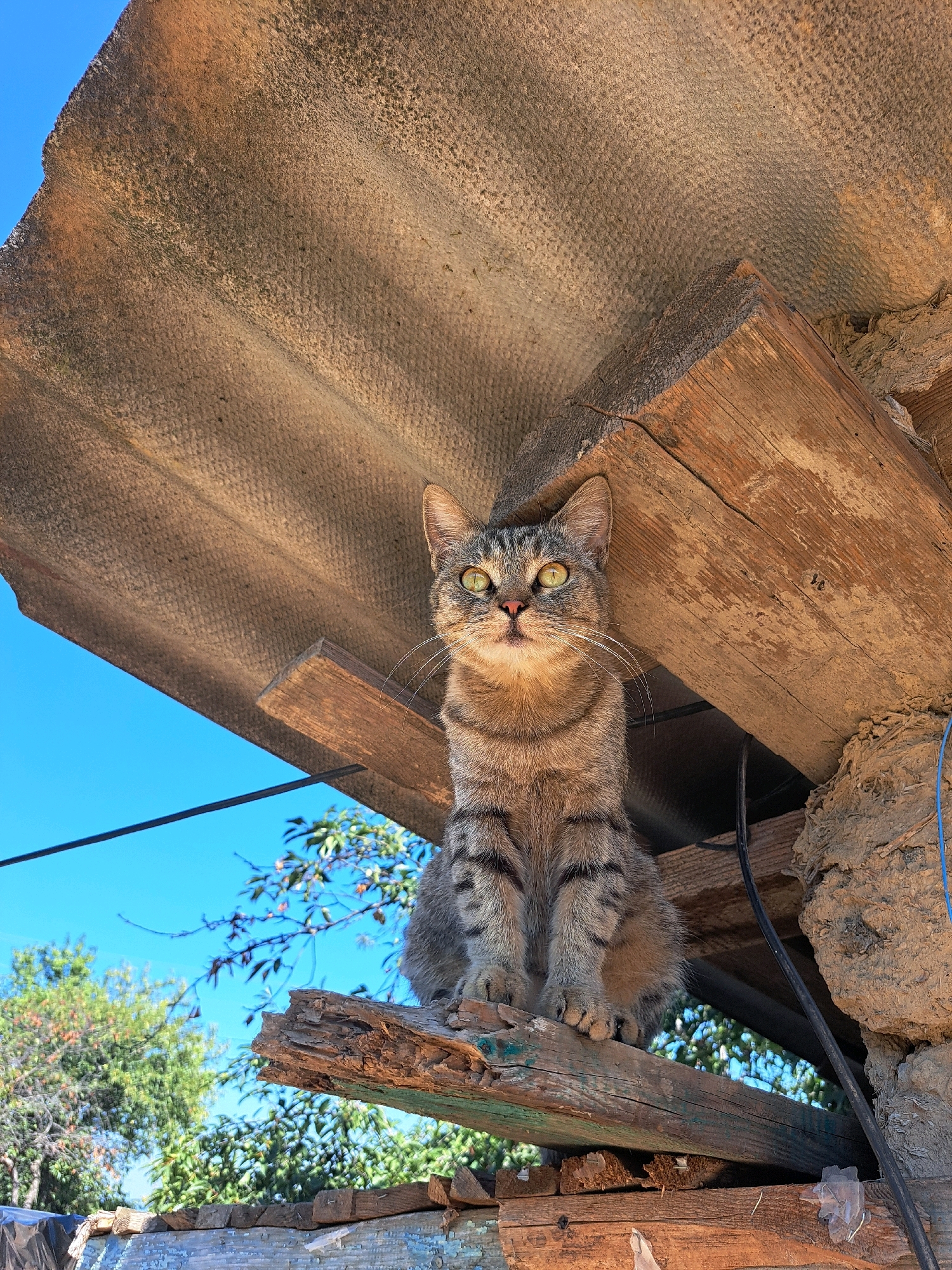 A tabby cat with yellow eyes sits on wooden planks under a corrugated roof, with a bright blue sky and green trees visible in the background. The scene appears to be outdoors, possibly in a rural or semi-rural setting, given the rustic construction. The cat is looking directly at the camera, with its front paws placed neatly on the wooden beam. The overall lighting suggests it is daytime, likely sunny. There is no indication of the specific location within Vypasne, Ukraine.