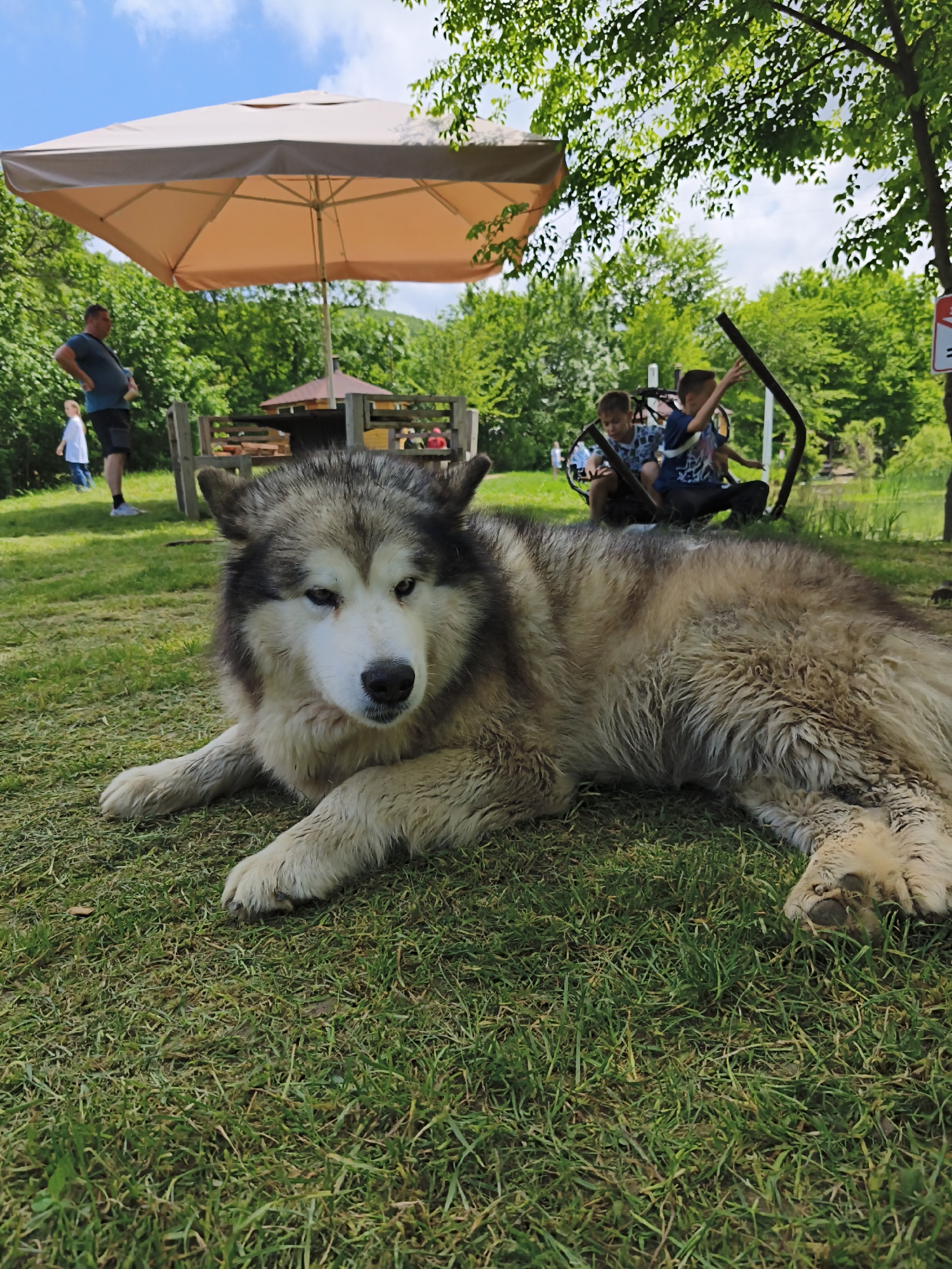The image depicts a large dog, possibly an Alaskan Malamute or similar breed, lying on a grassy area in what appears to be a park or recreational space. The dog has a thick, gray and white coat and is resting with its paws stretched out.
In the background, there are several people present. A man is standing near a patio umbrella and a wooden table with benches, seemingly observing the scene. Two young boys are sitting on a piece of playground equipment, likely engaging in play. Other people are visible near the table and benches.
The environment includes trees, suggesting a natural or landscaped setting. The sky is partially visible and shows clouds.
The location is in the Терновский округ area of Ukraine. The context suggests a public park or recreational area.