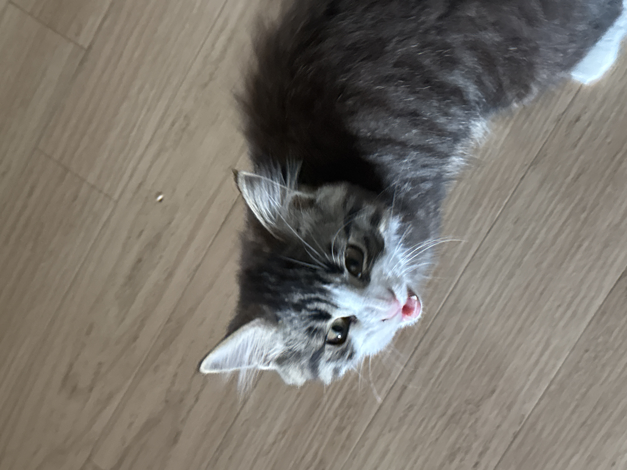 A high-angle, eye-level shot shows a young domestic shorthair cat with tabby markings, sitting on a light-colored wooden floor. The cat is looking directly at the camera with its mouth slightly open, revealing a pink tongue and small teeth. Its fur is a mix of grey and white, with distinct dark grey stripes on its head and back. The background consists of the wooden floorboards, which are laid diagonally. There is no indication of the city of Kholmsk, Russia, within the image itself.