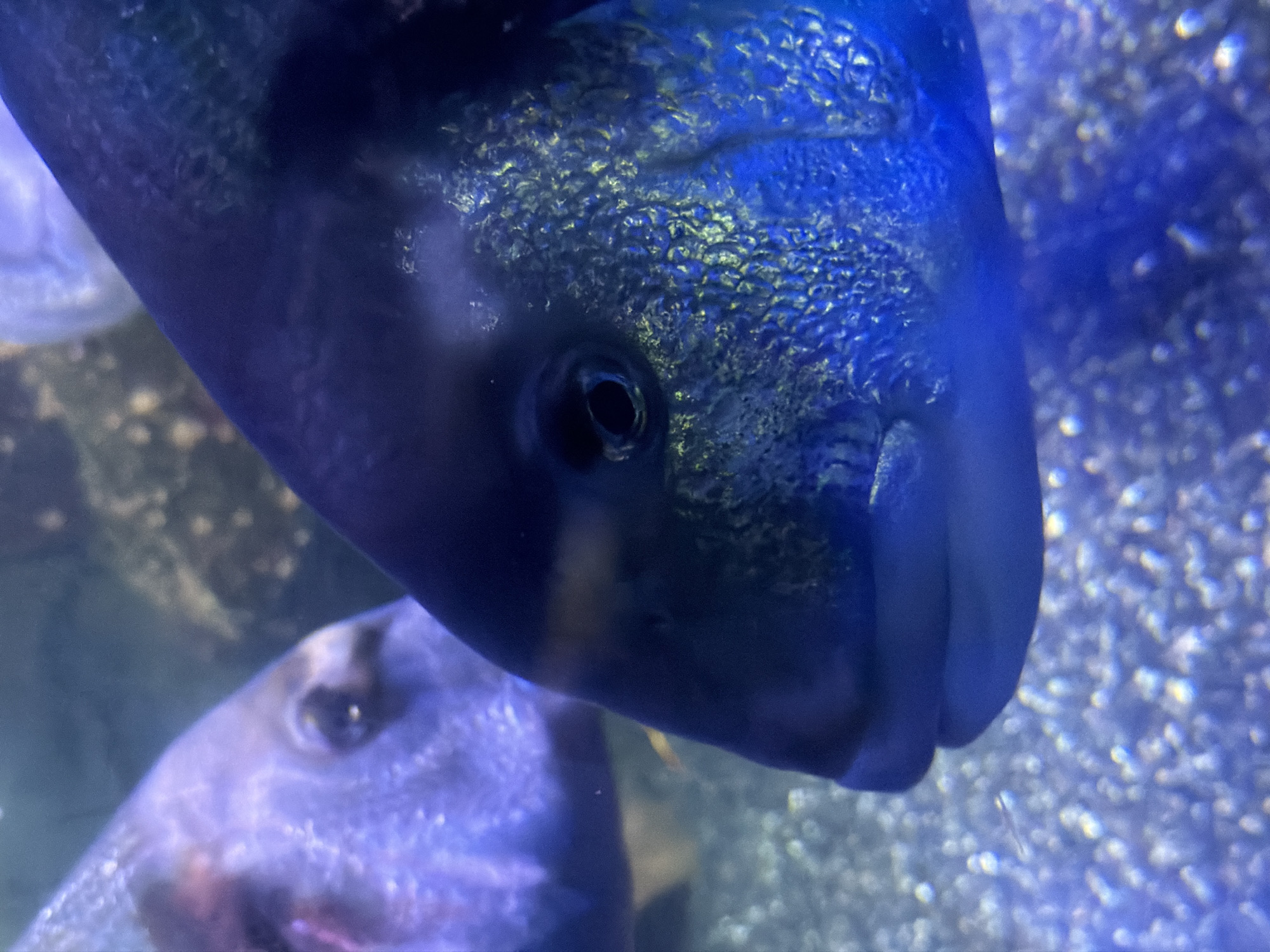 The image shows a close-up of two blue fish in an aquarium. One fish is larger and positioned prominently in the foreground, filling much of the frame with its face and head visible. Its eye is black and clearly visible. The scales of the fish have a textured appearance. A second, smaller fish is visible in the lower left corner of the image. The background consists of gravel or small rocks and bubbles in the water. The image does not contain any information to suggest it was taken in London, United Kingdom.
